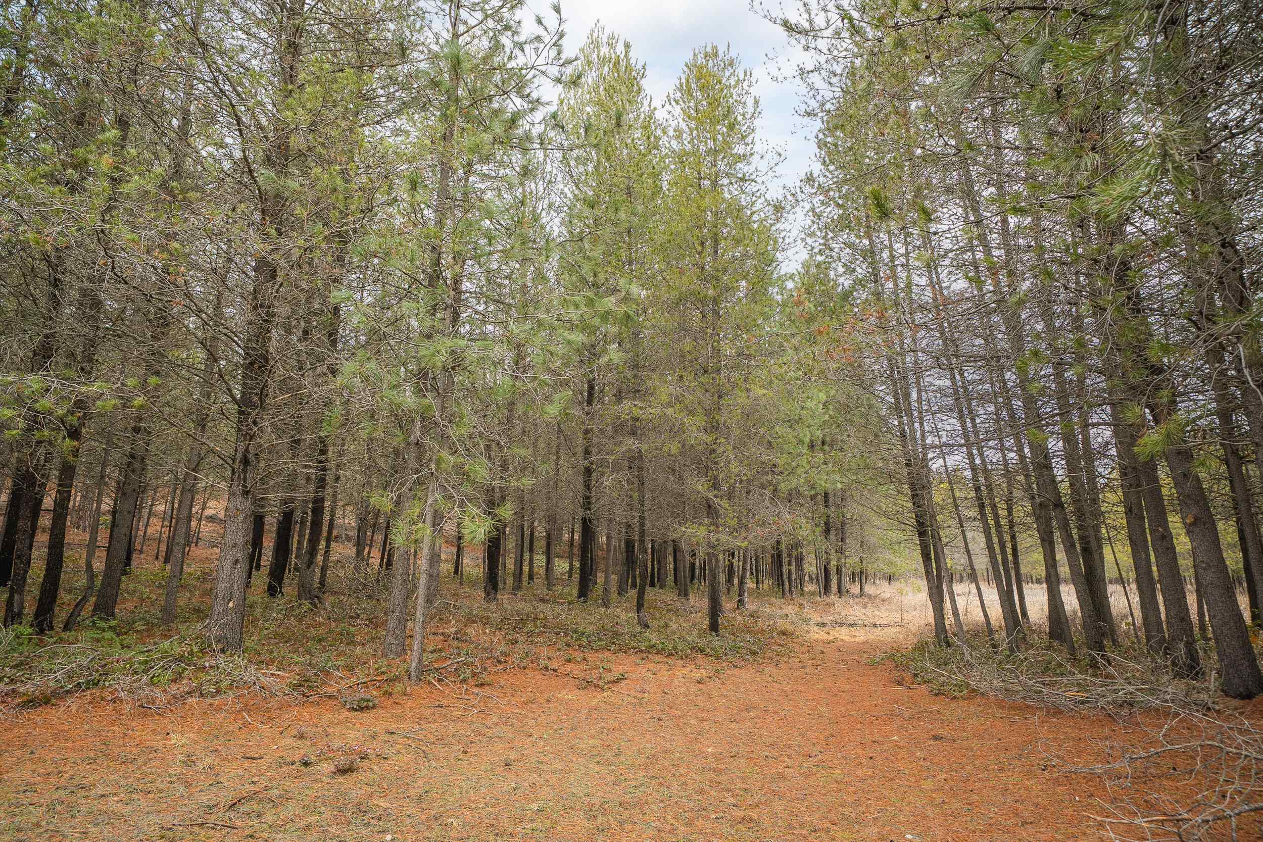 21615 N Green Pine Ln - Photo 50