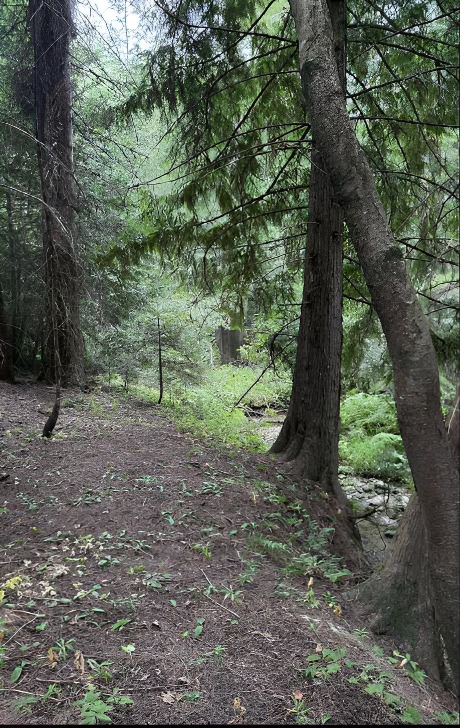34xxx N Blanchard Creek Rd - Photo 2