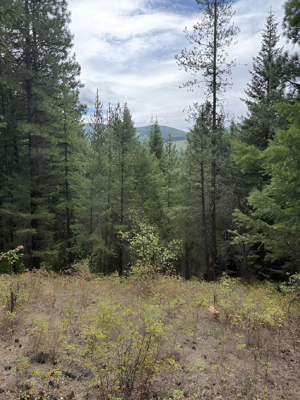 34xxx N Blanchard Creek Rd - Photo 4
