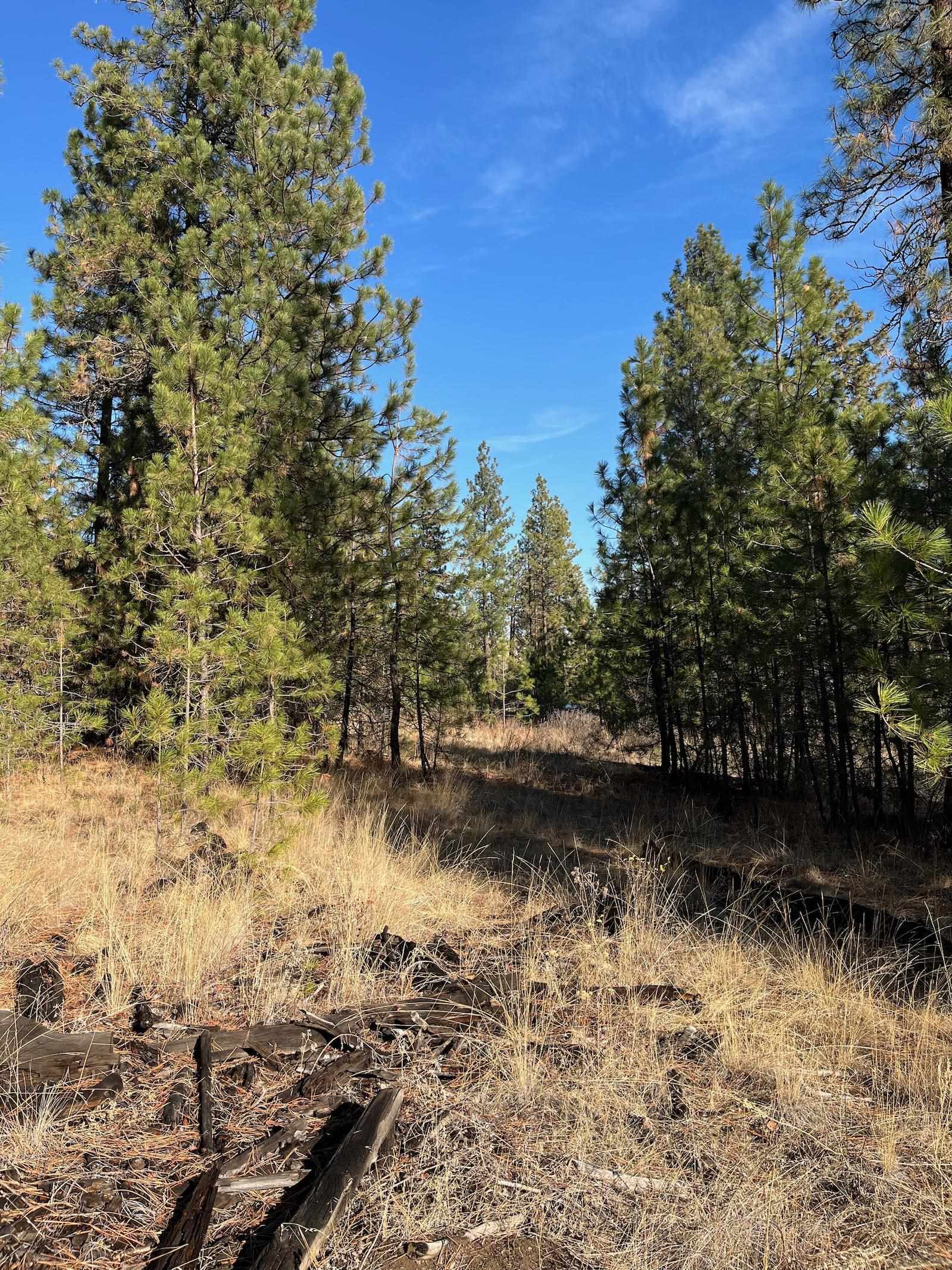 Lot 2 Wapiti Bobwhite Ln - Photo 11