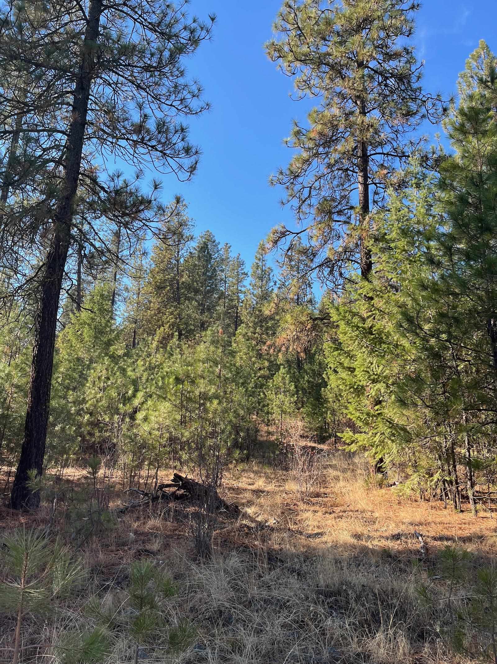 Lot 2 Wapiti Bobwhite Ln - Photo 14