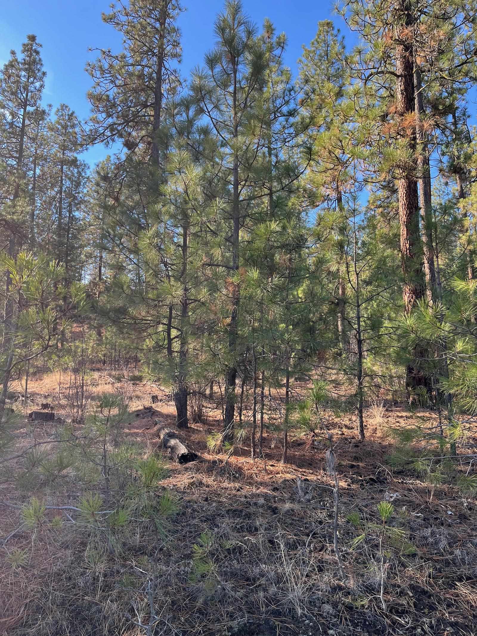 Lot 2 Wapiti Bobwhite Ln - Photo 18