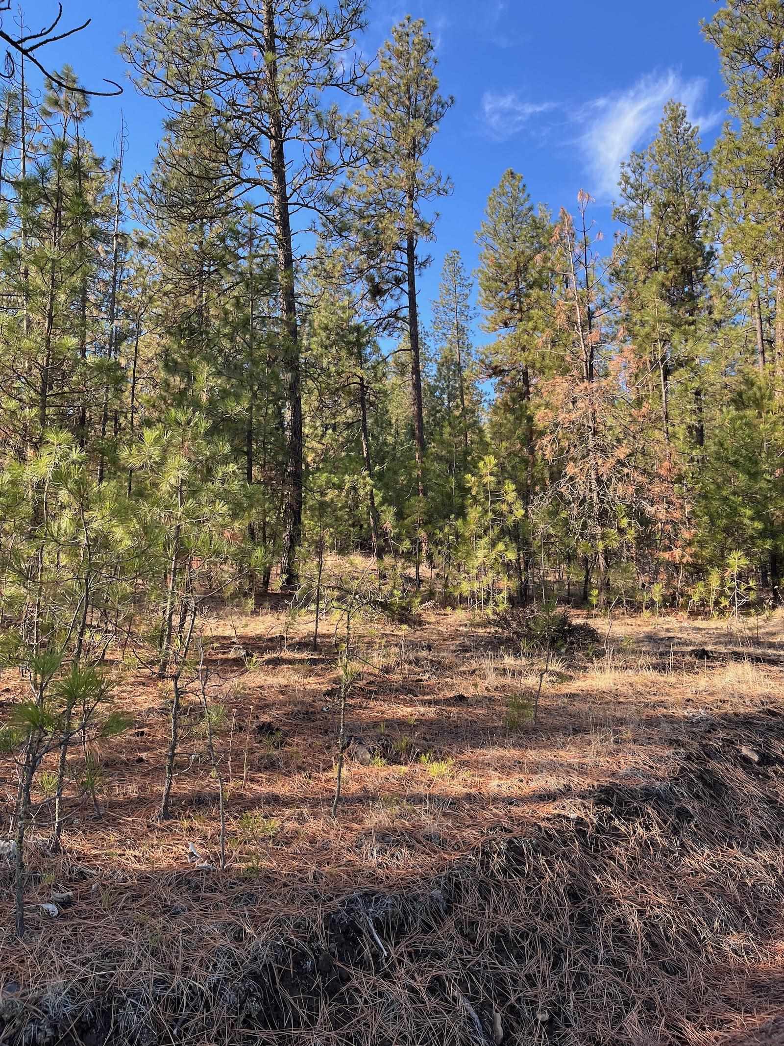 Lot 2 Wapiti Bobwhite Ln - Photo 19