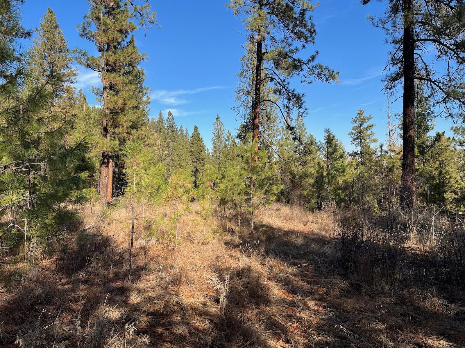 Lot 2 Wapiti Bobwhite Ln - Photo 5