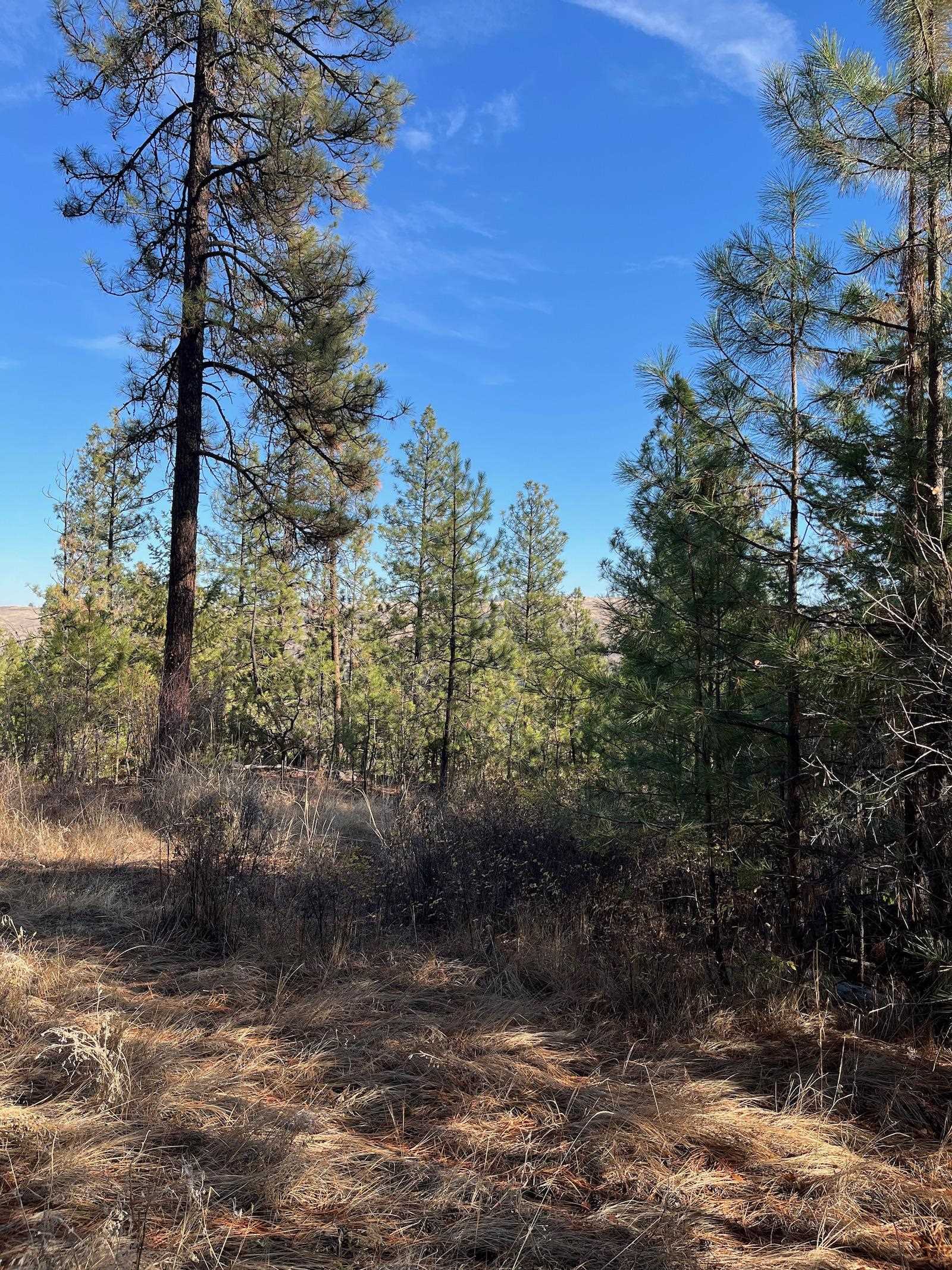 Lot 2 Wapiti Bobwhite Ln - Photo 6
