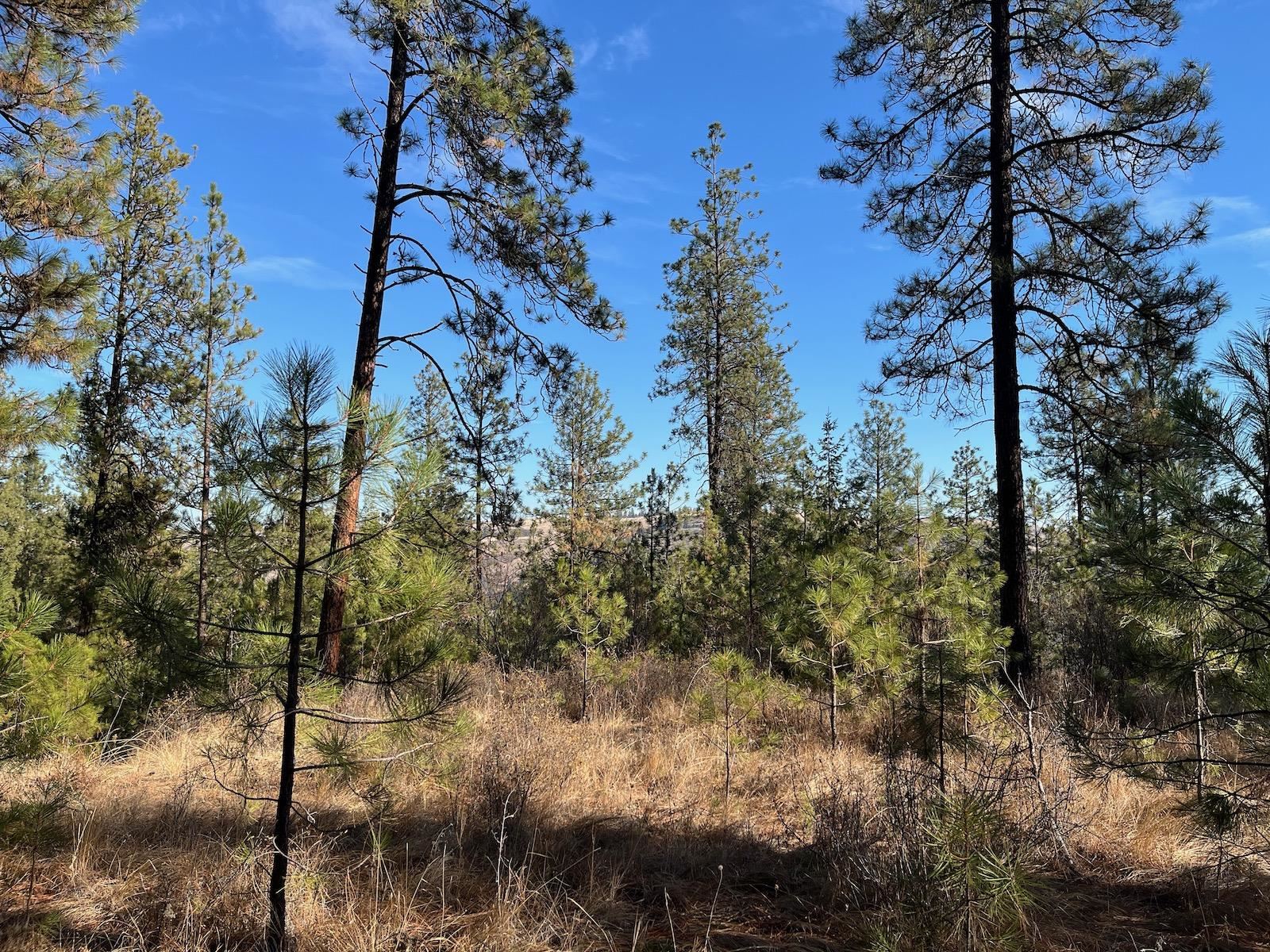 Lot 2 Wapiti Bobwhite Ln - Photo 7