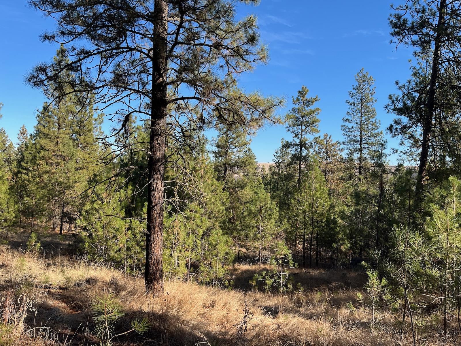 Lot 2 Wapiti Bobwhite Ln - Photo 8