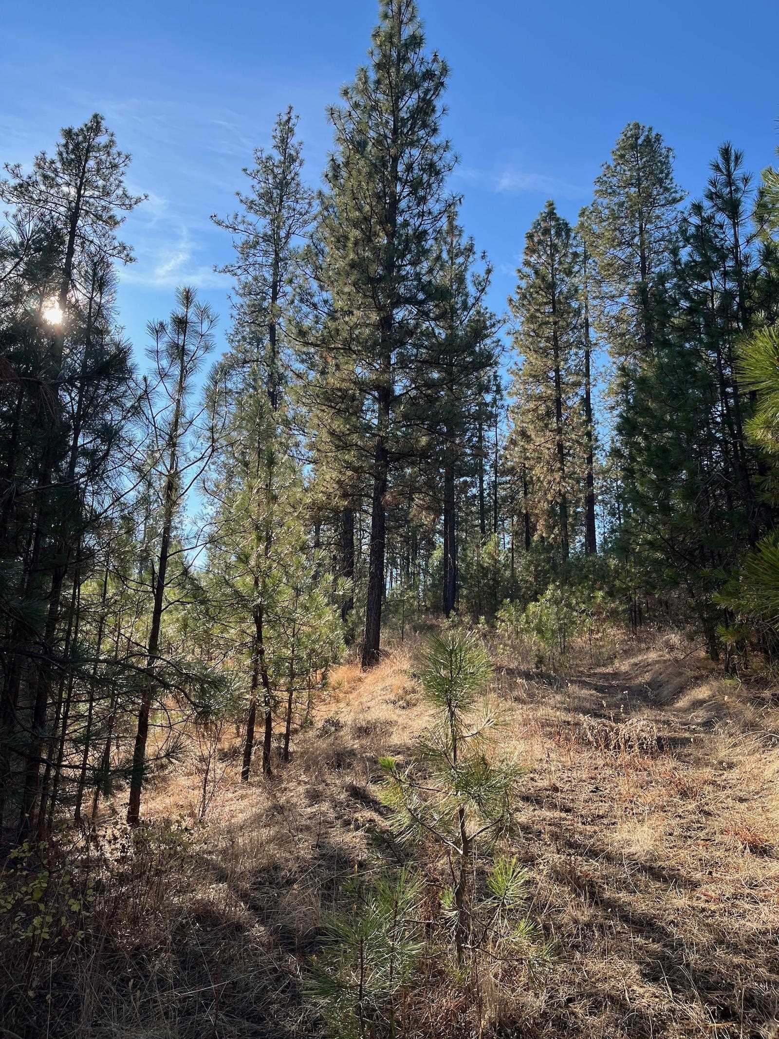 Lot 2 Wapiti Bobwhite Ln - Photo 9
