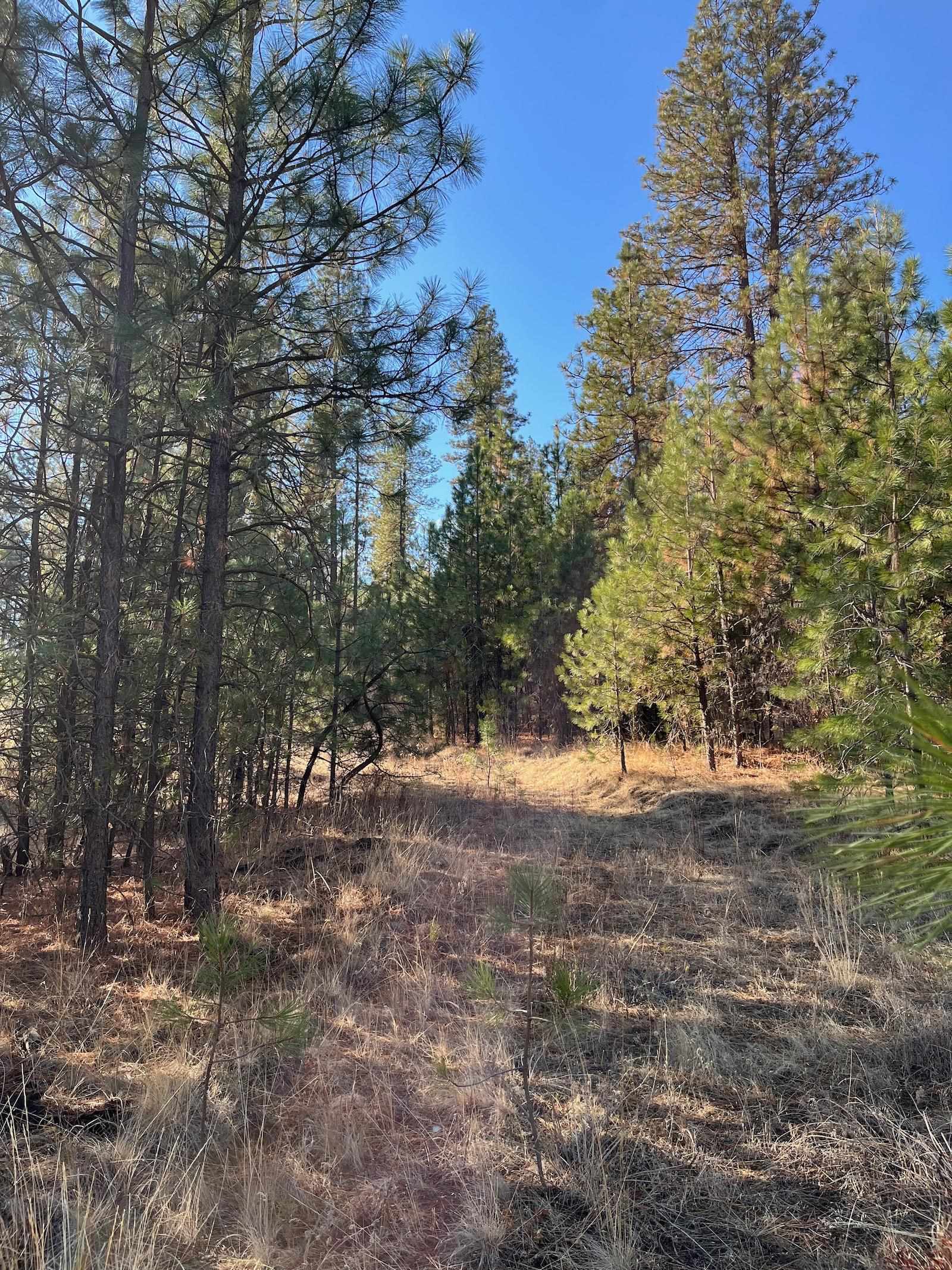 Lot 2 Wapiti Bobwhite Ln - Photo 10