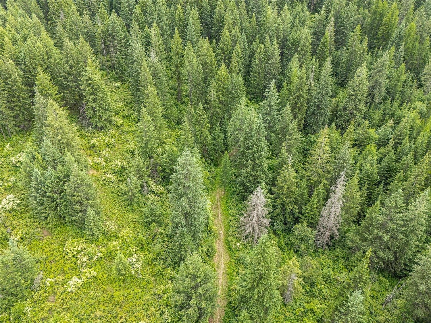 19960 N Mt Spokane Park Dr - Photo 4