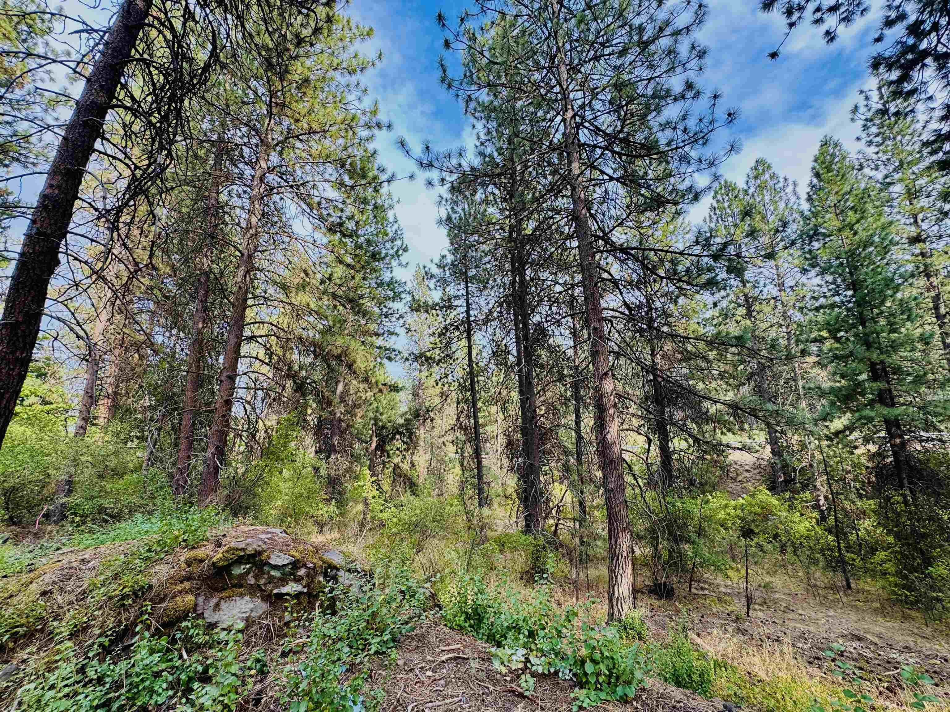 3611 W Rosamond Ave - Photo 2