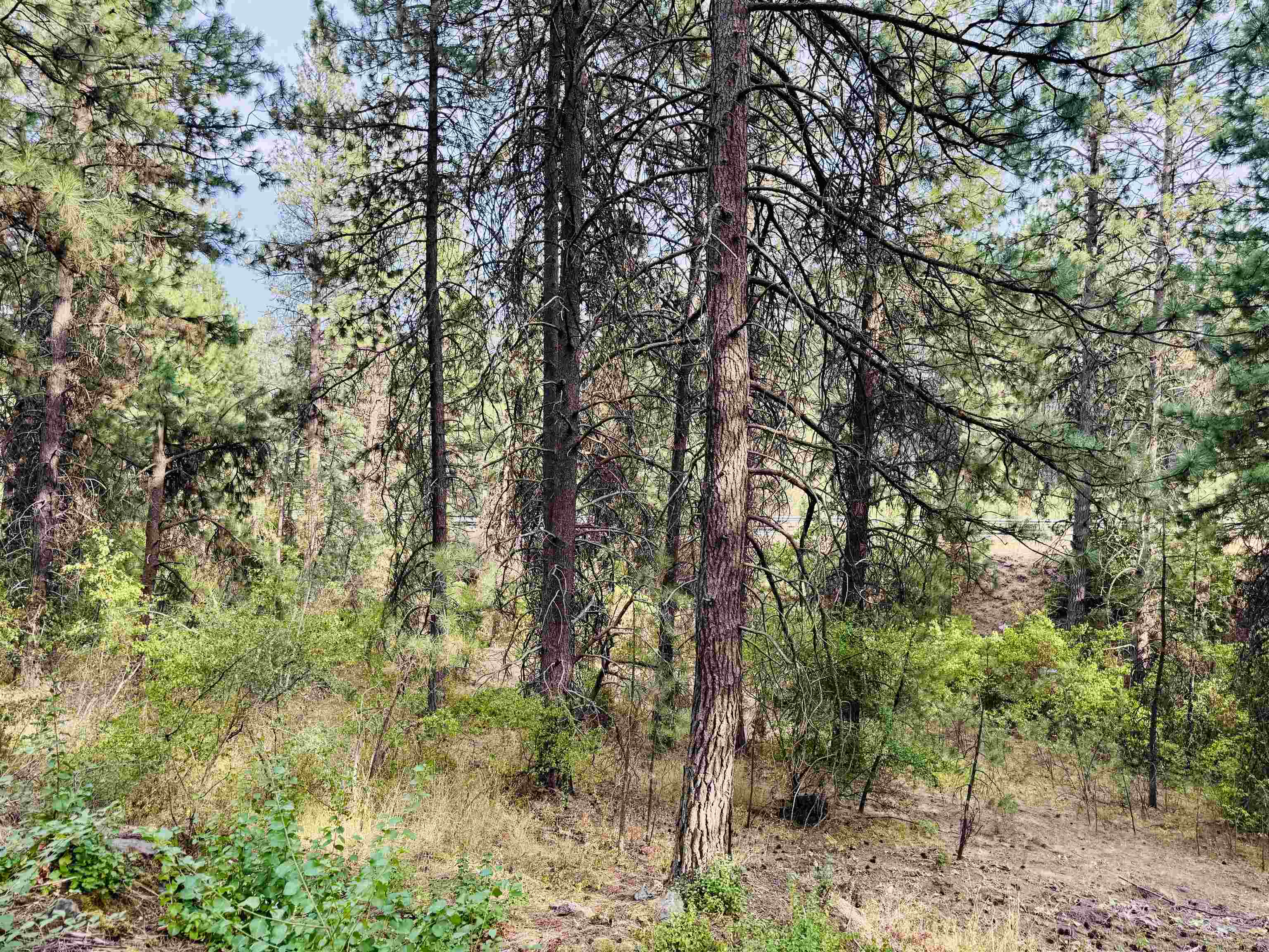 3603 W Rosamond Ave - Photo 1