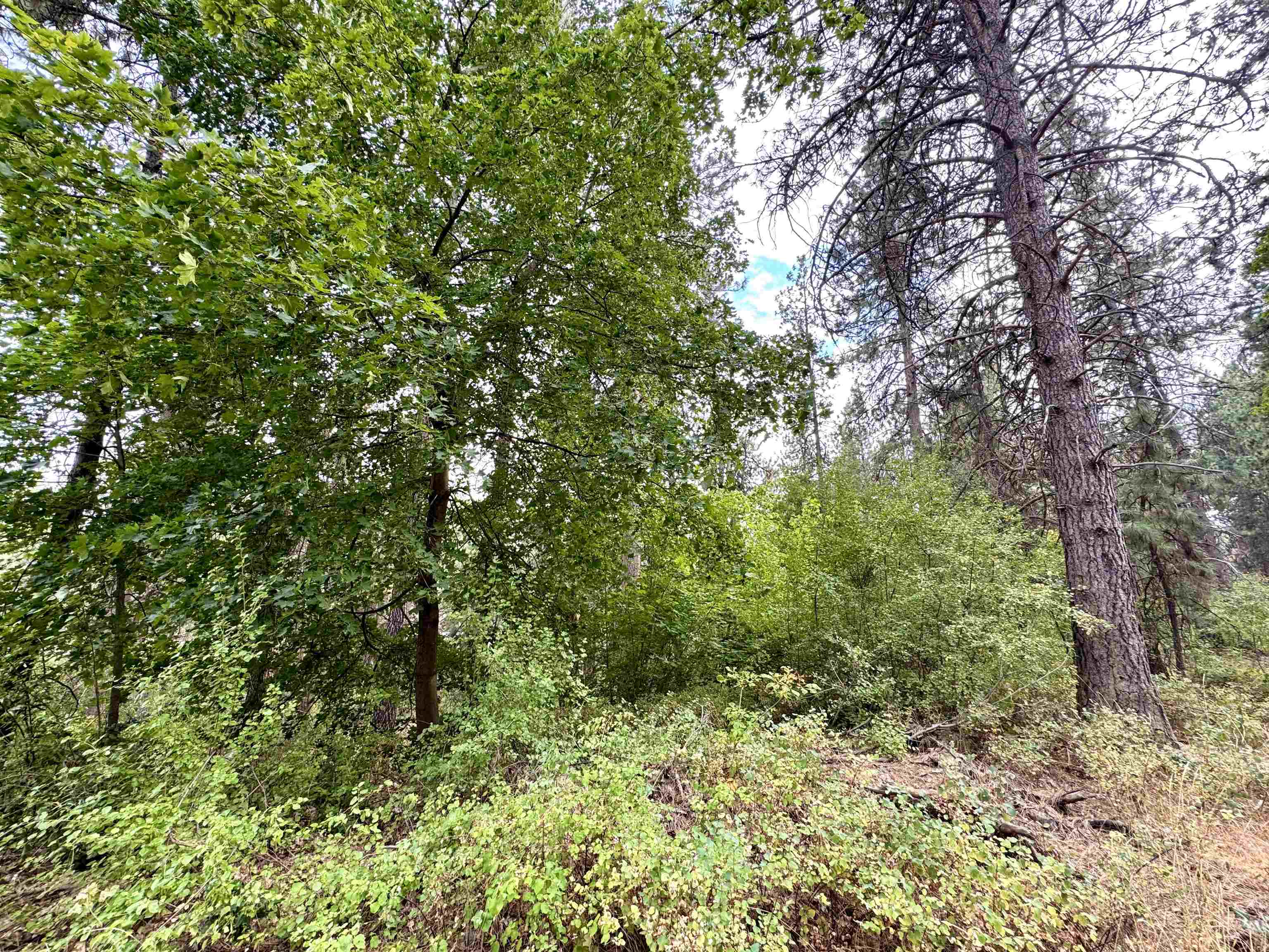 3603 W Rosamond Ave - Photo 3