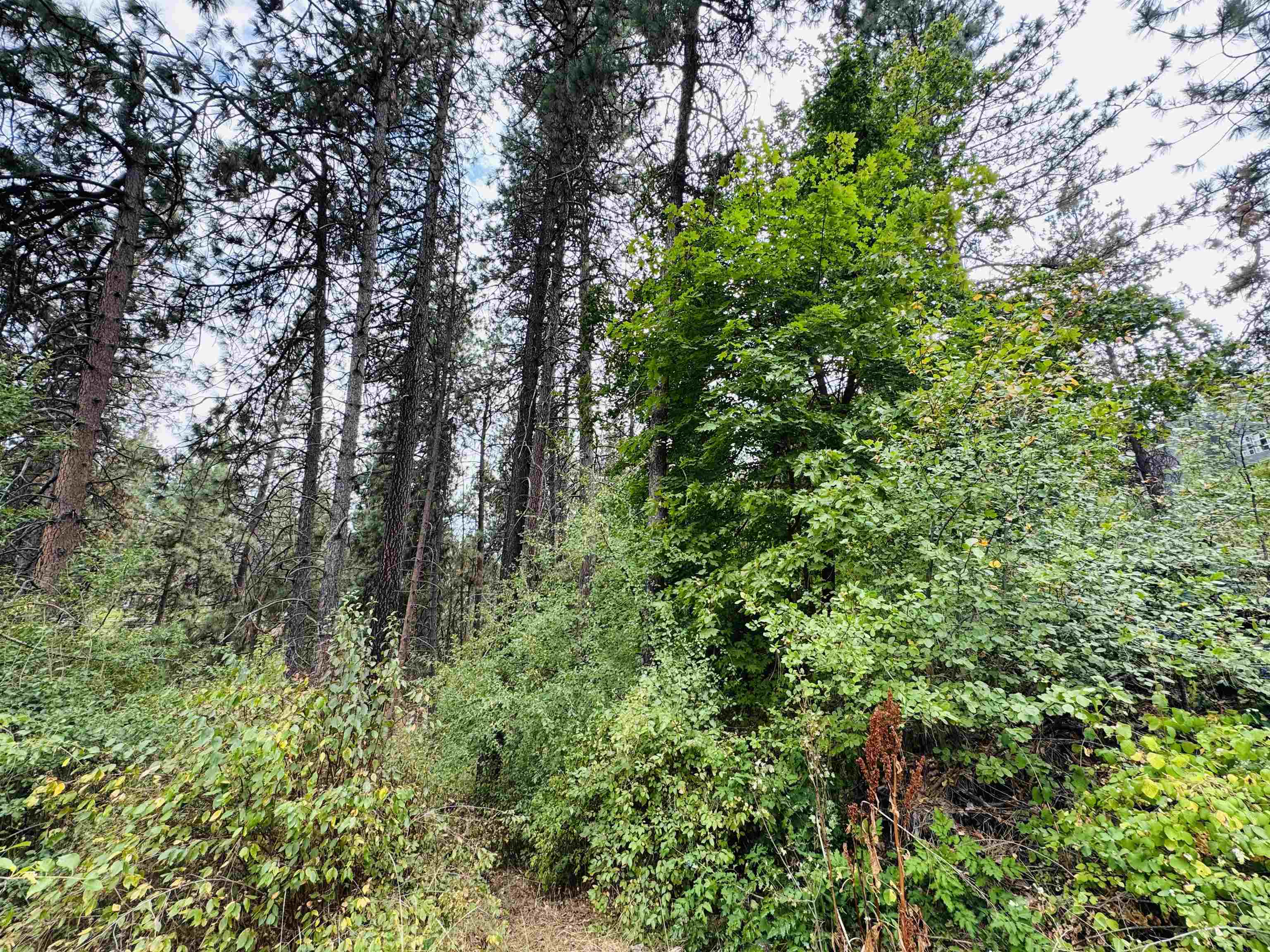 3603 W Rosamond Ave - Photo 5