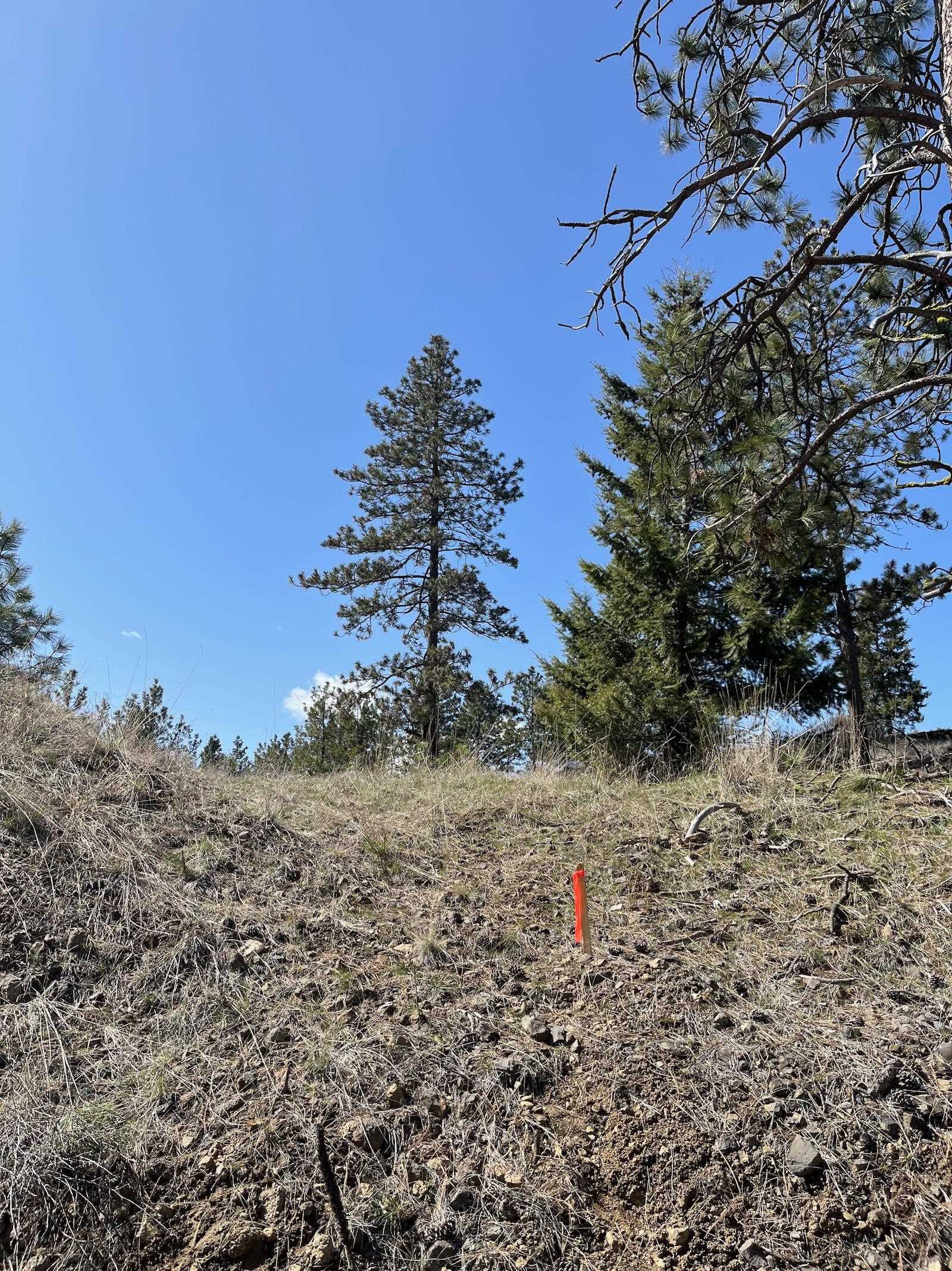 Parcel 3 Pine Hen Ln - Photo 25