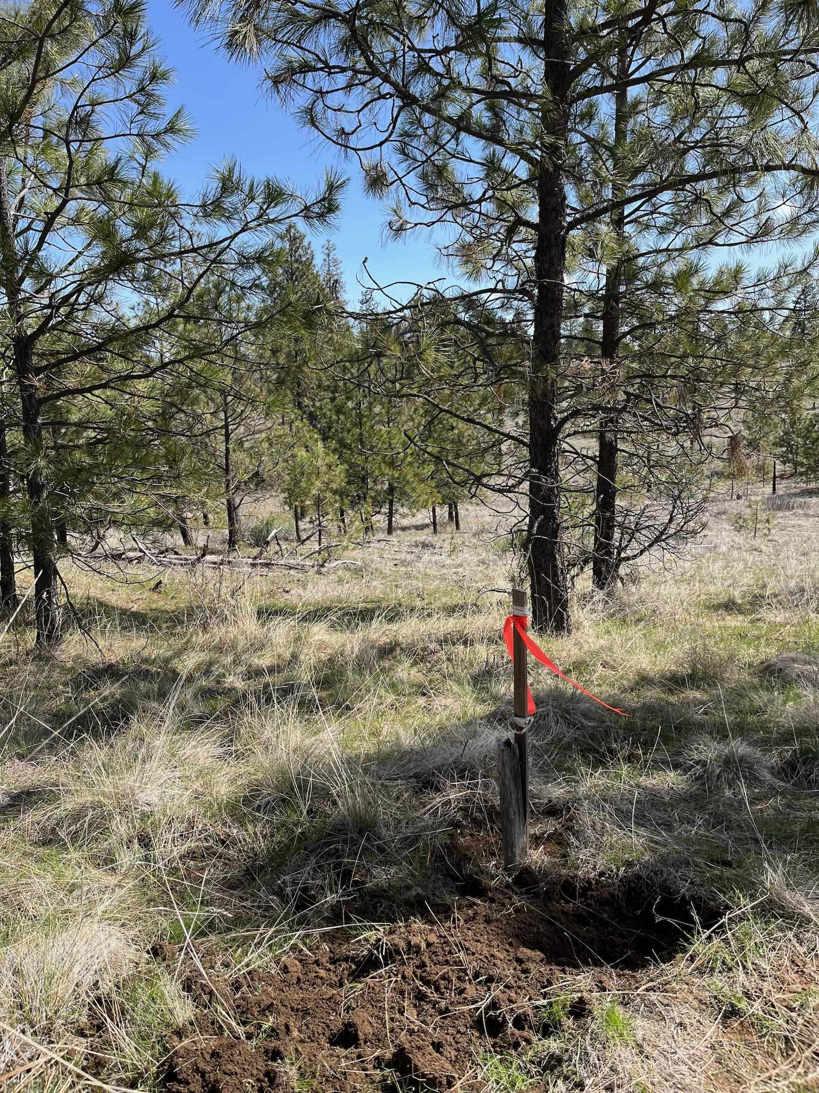Parcel 3 Pine Hen Ln - Photo 28