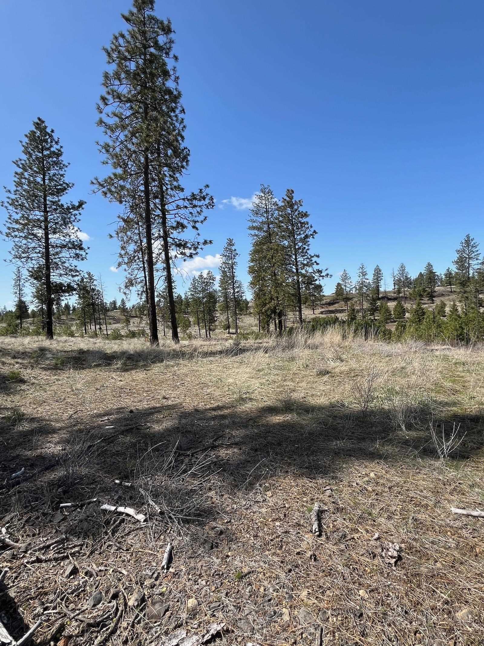 Parcel 3 Pine Hen Ln - Photo 5