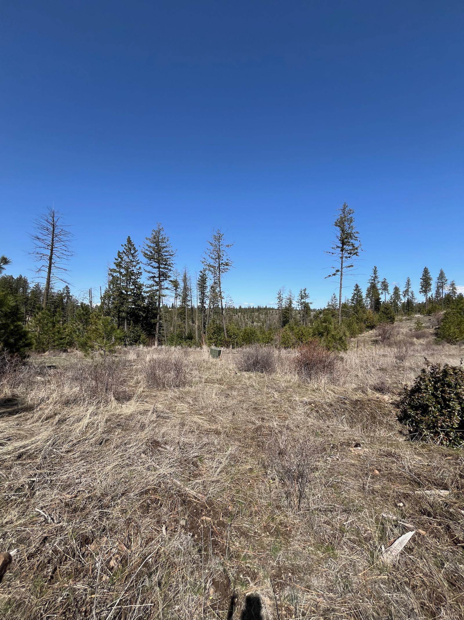 Parcel 3 Pine Hen Ln - Photo 8