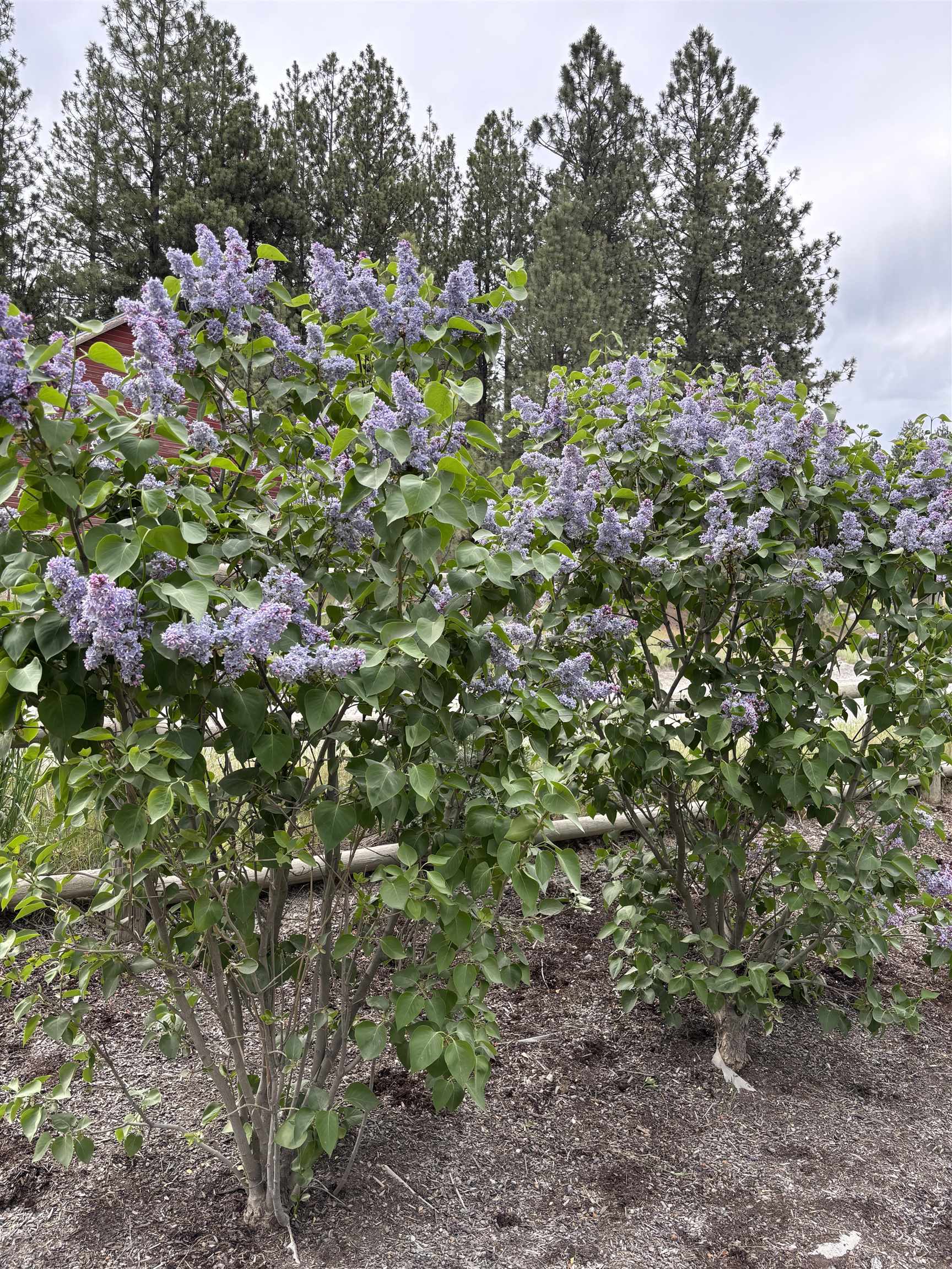 1424 N Idaho Rd - Photo 8