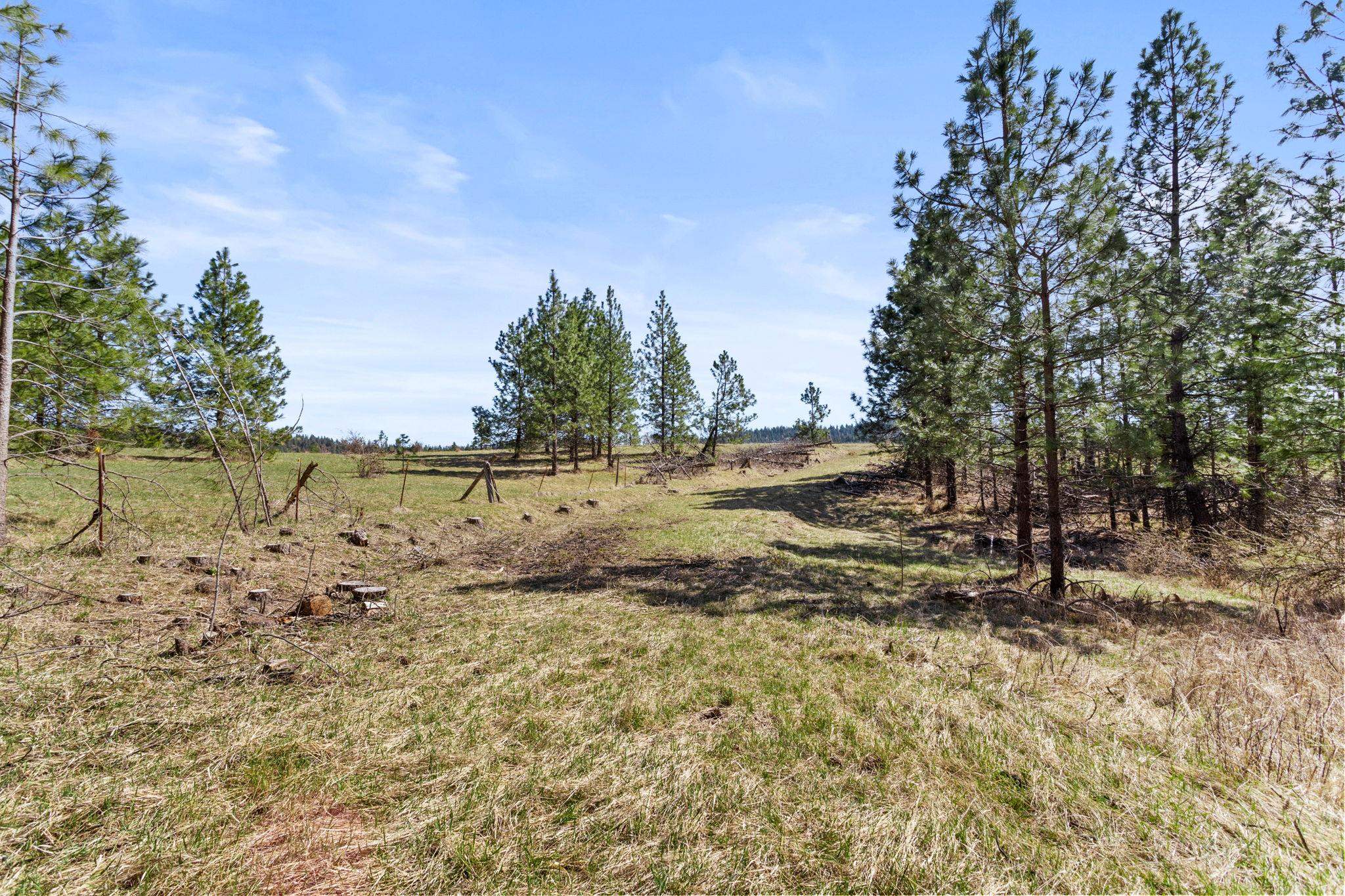 15809 N Scribner Branch Rd - Photo 7