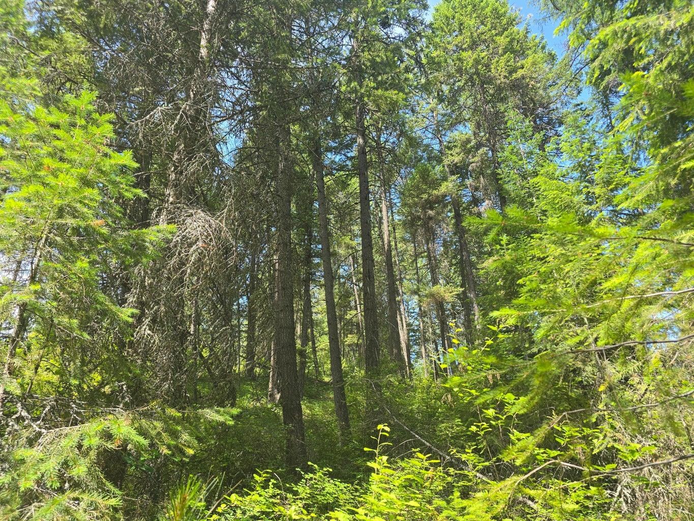 TBD 395 Hwy - Photo 11
