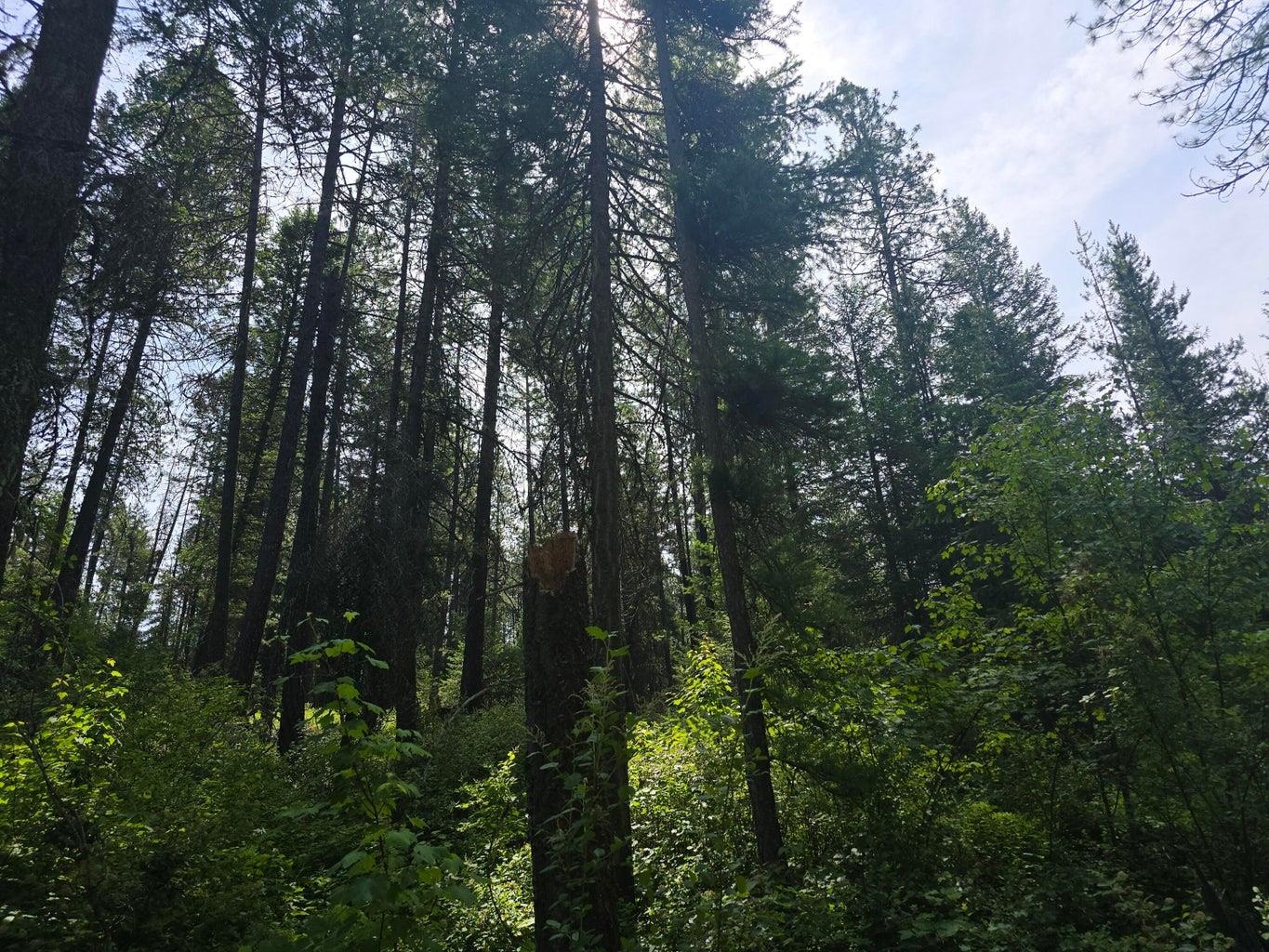 TBD 395 Hwy - Photo 13