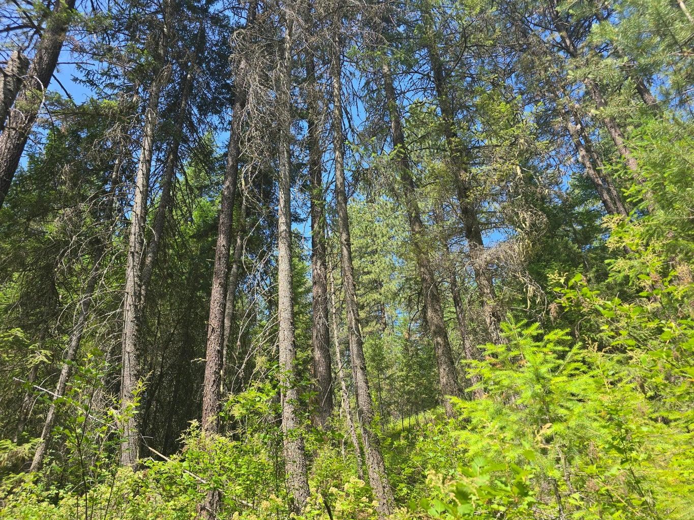 TBD 395 Hwy - Photo 9