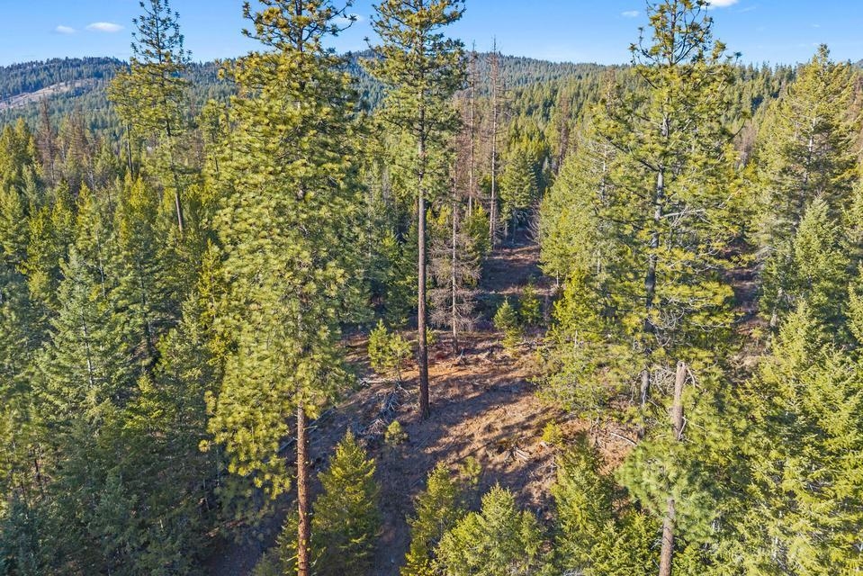 2845 Burnt Valley (18.5ac) Rd - Photo 13