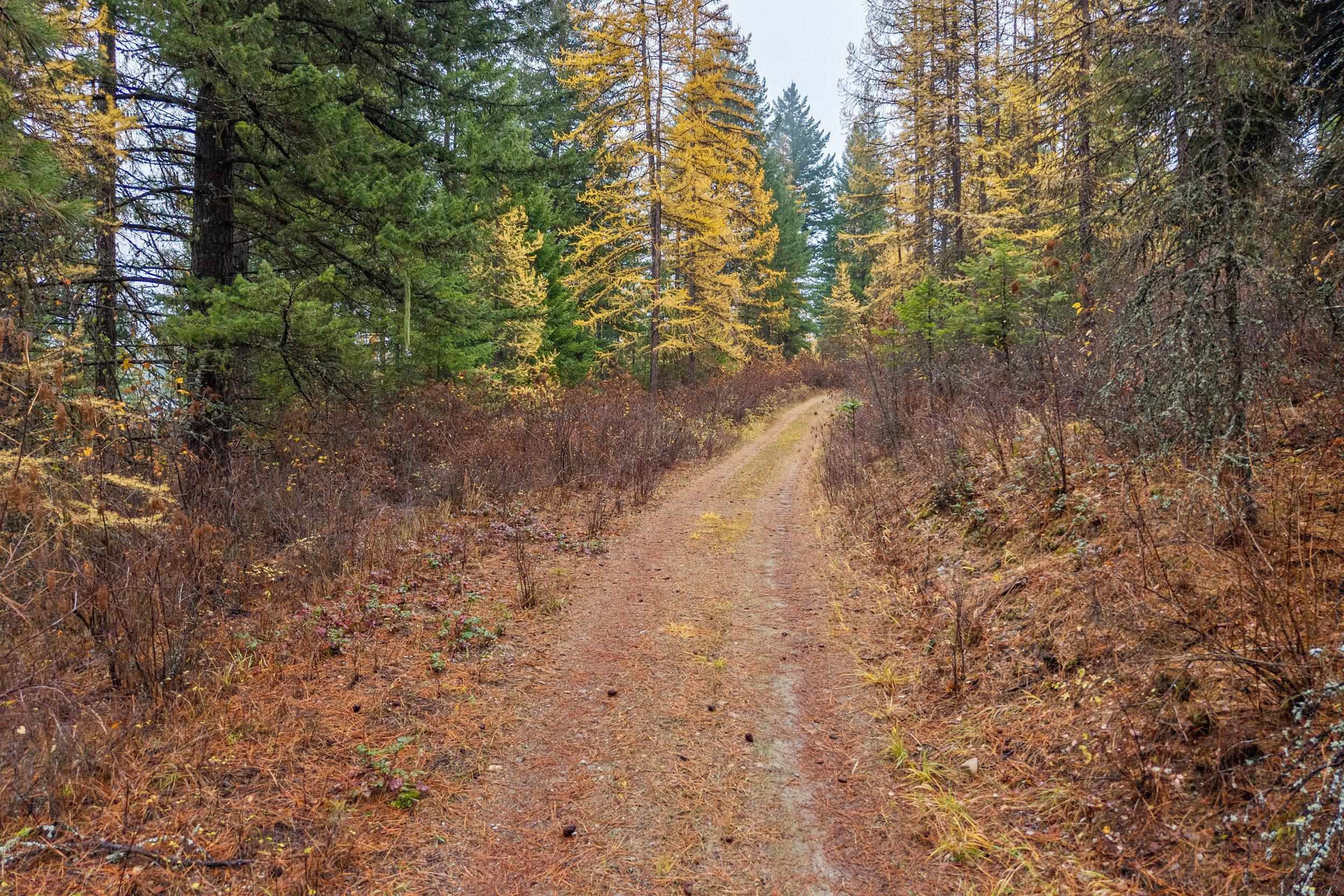 700 L Dry Gulch Rd - Photo 2