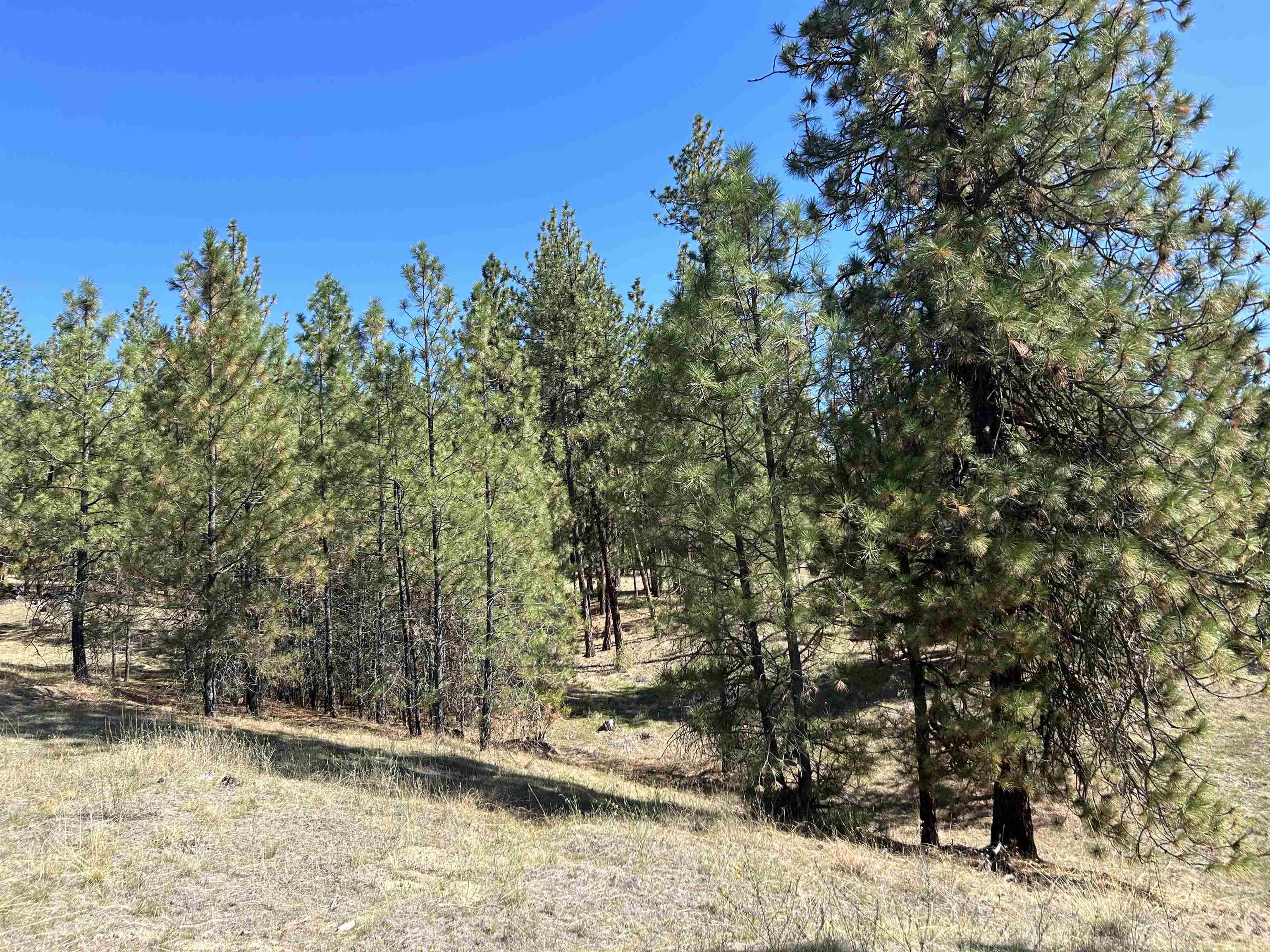 NNA Corkscrew Canyon Rd - Photo 5