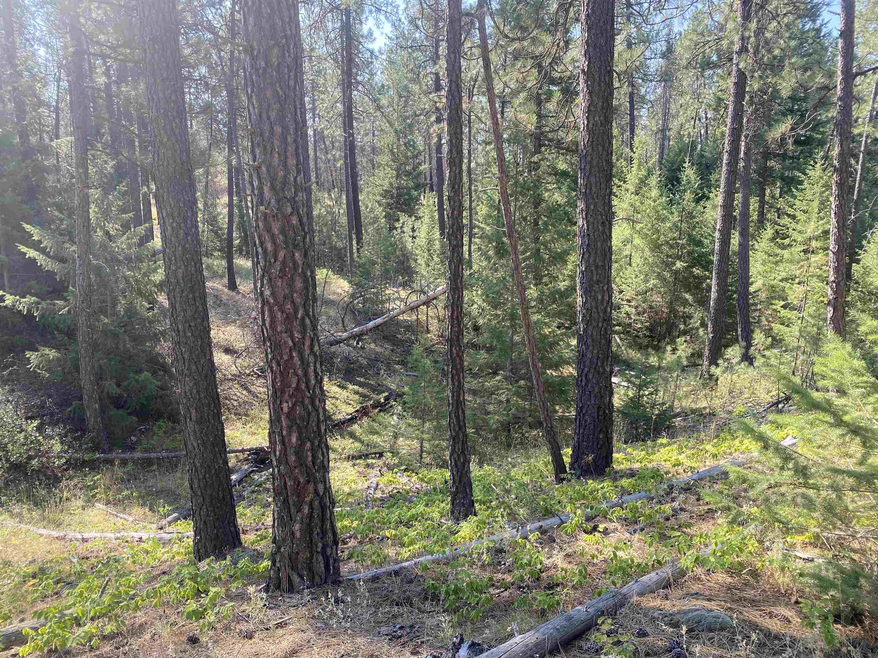 XXXXX E Elk-Chattaroy Rd - Photo 11