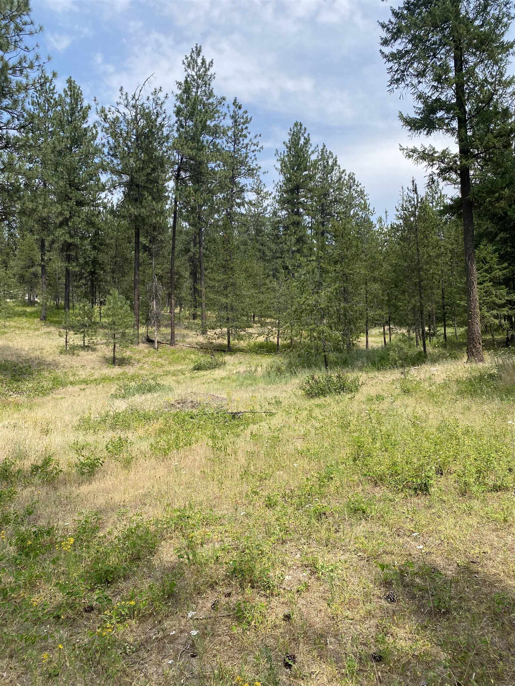 XXXXX E Elk-Chattaroy Rd - Photo 3