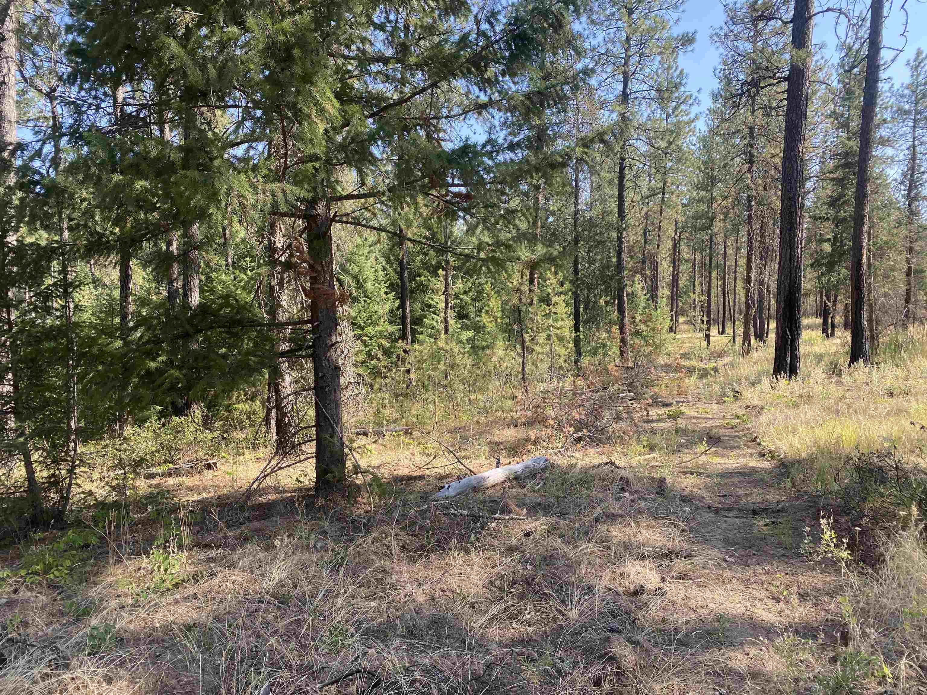 XXXXX E Elk-Chattaroy Rd - Photo 7