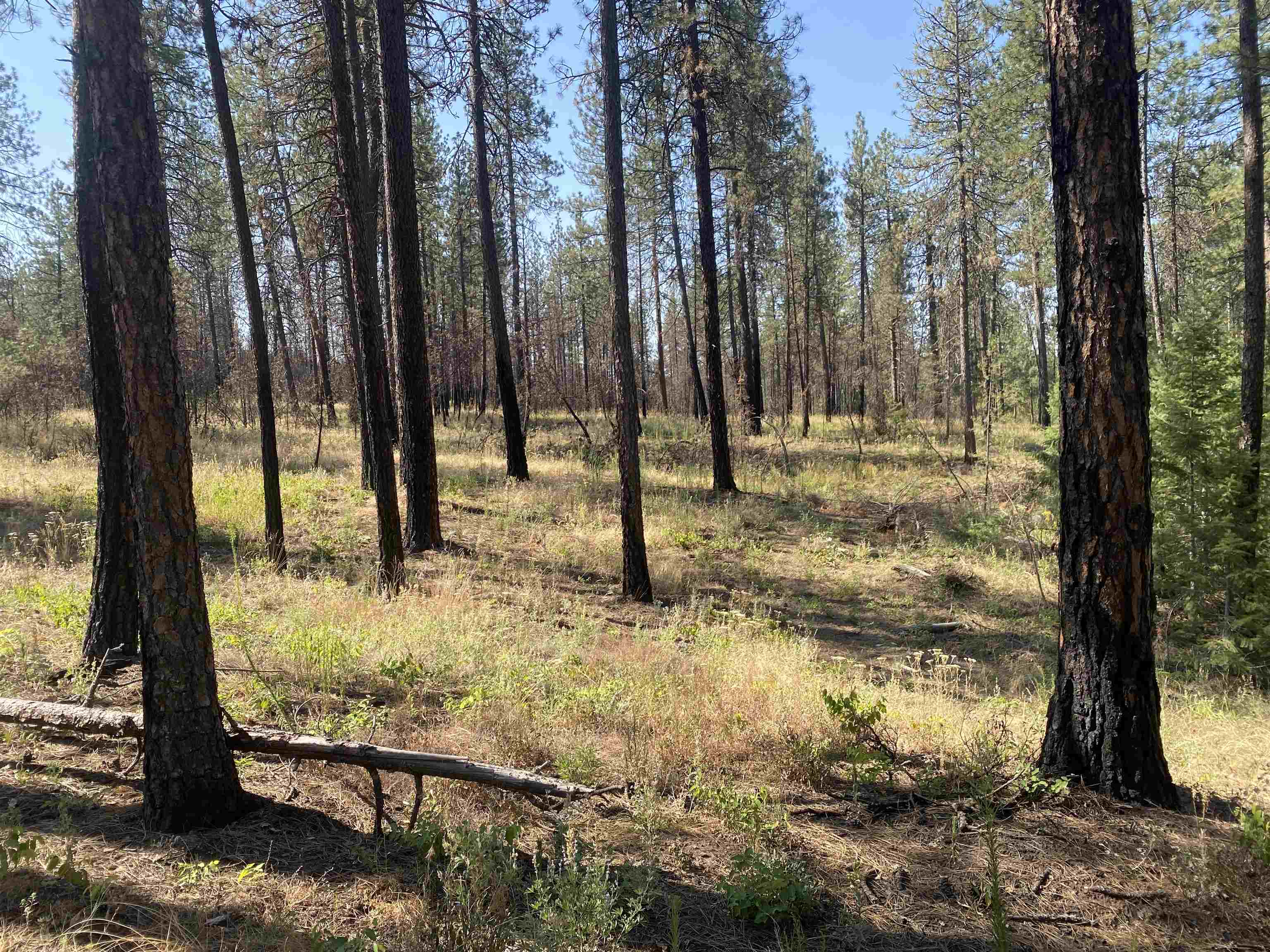 XXXXX E Elk-Chattaroy Rd - Photo 9