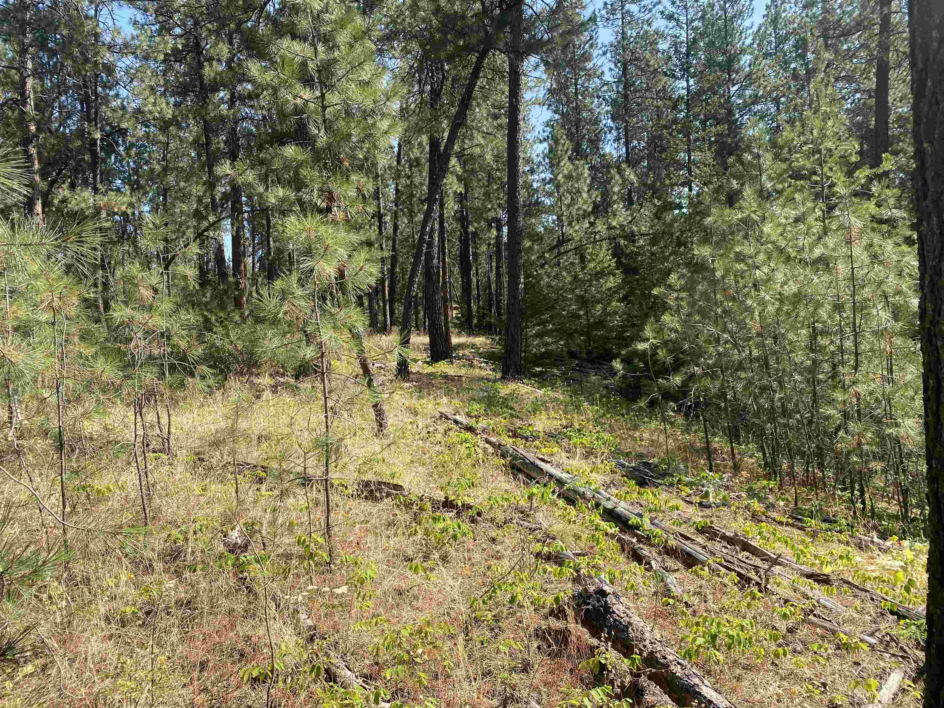 XXXXX E Elk-Chattaroy Rd - Photo 10