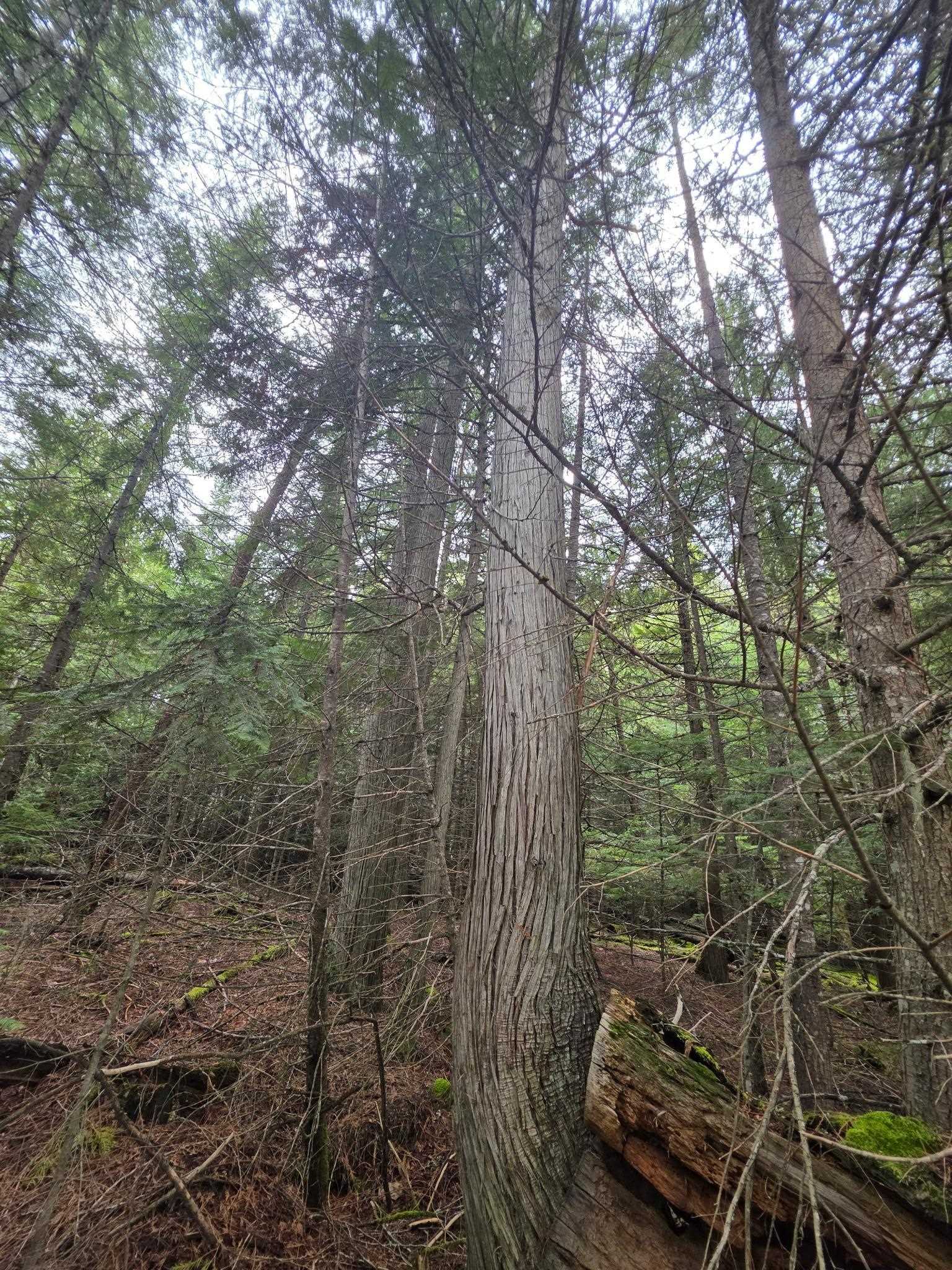 181 Devils Dr - Photo 31