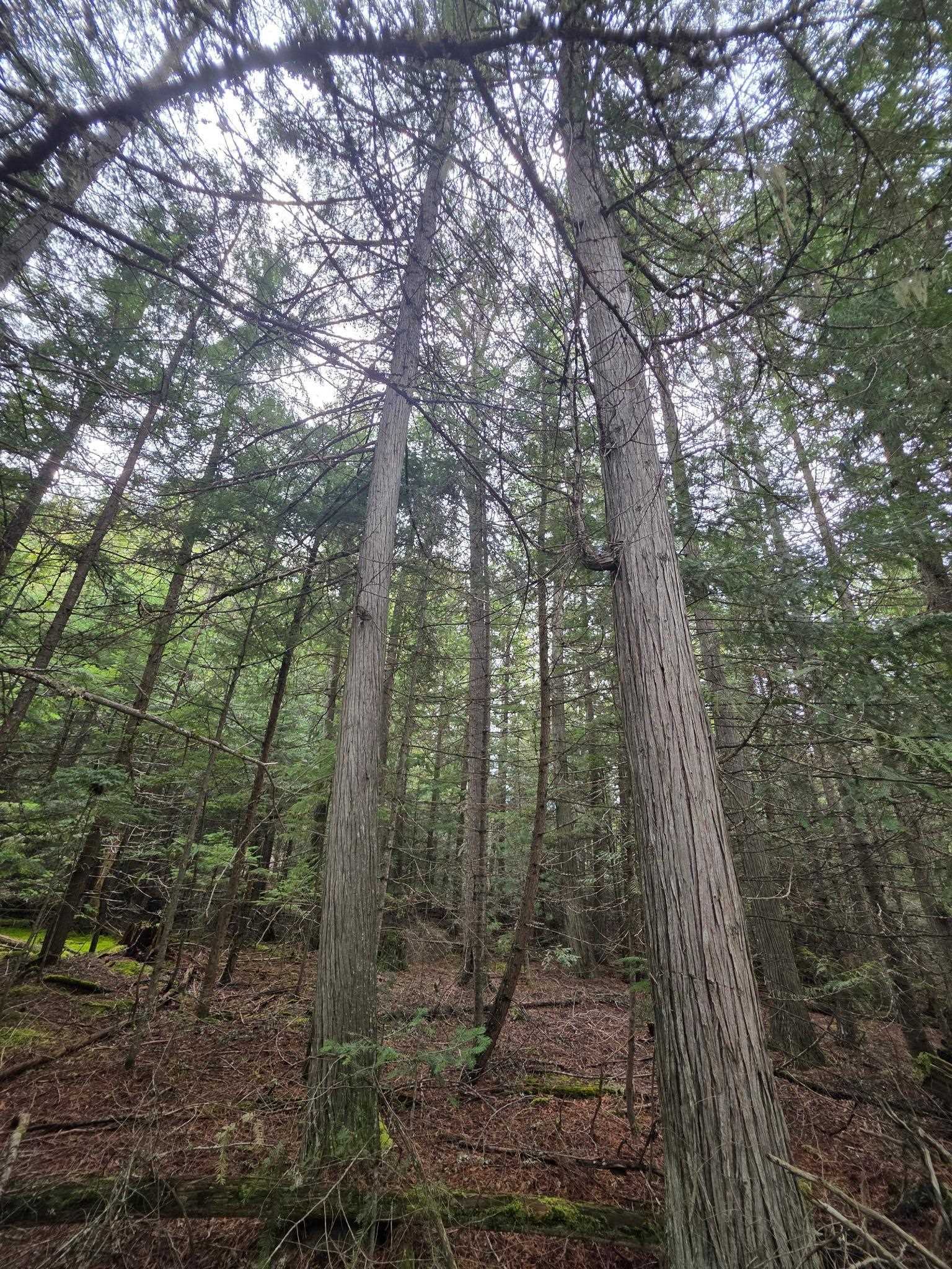 181 Devils Dr - Photo 32
