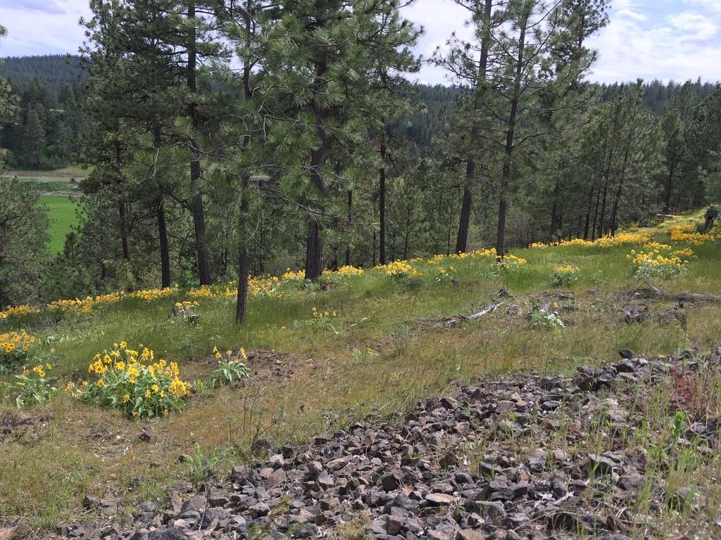 2410 E Hangman Creek Ln - Photo 2