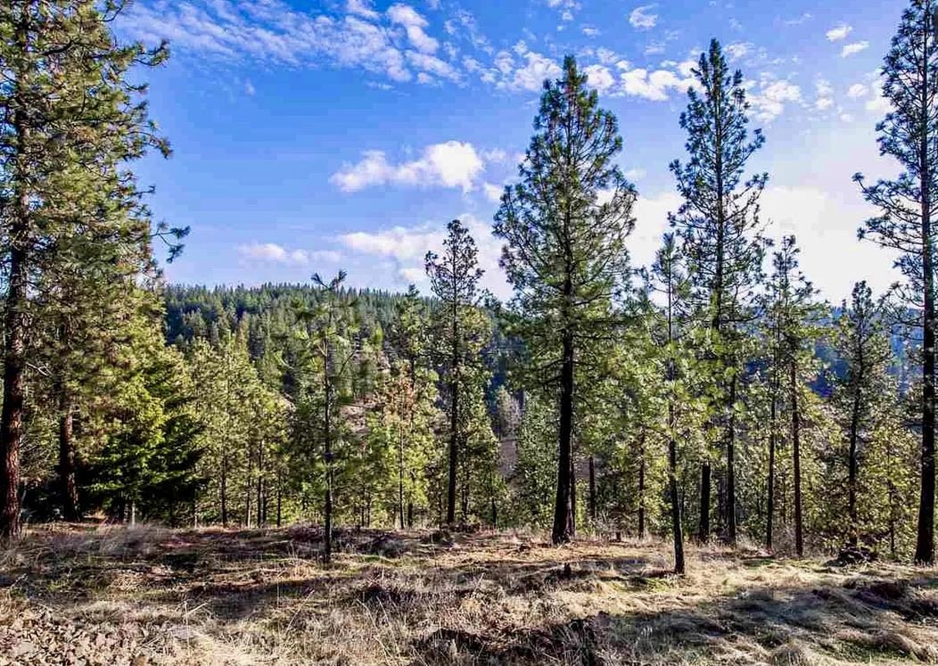 2410 E Hangman Creek Ln - Photo 3