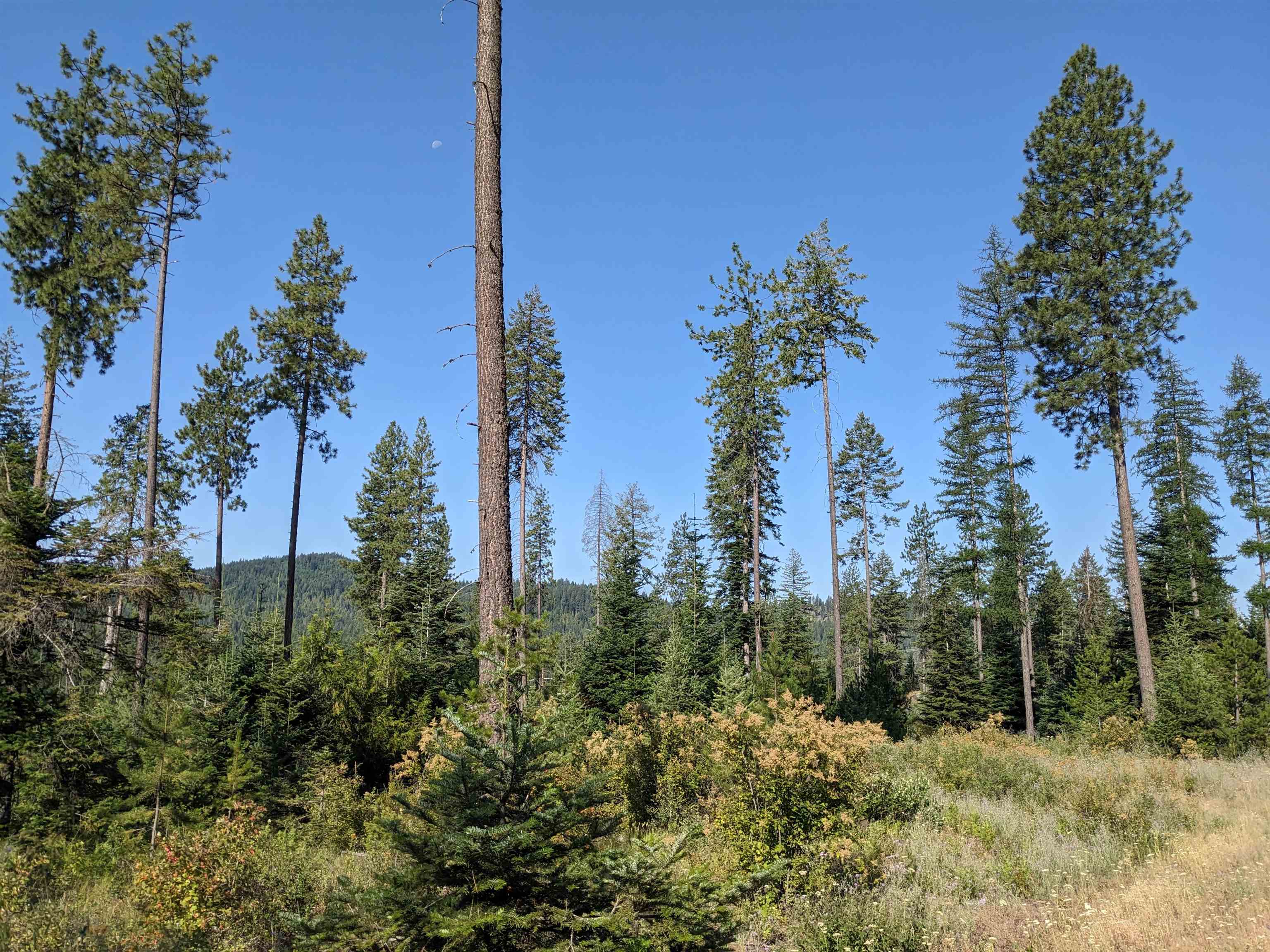 NKN Lot 1 Veit Rd - Photo 6