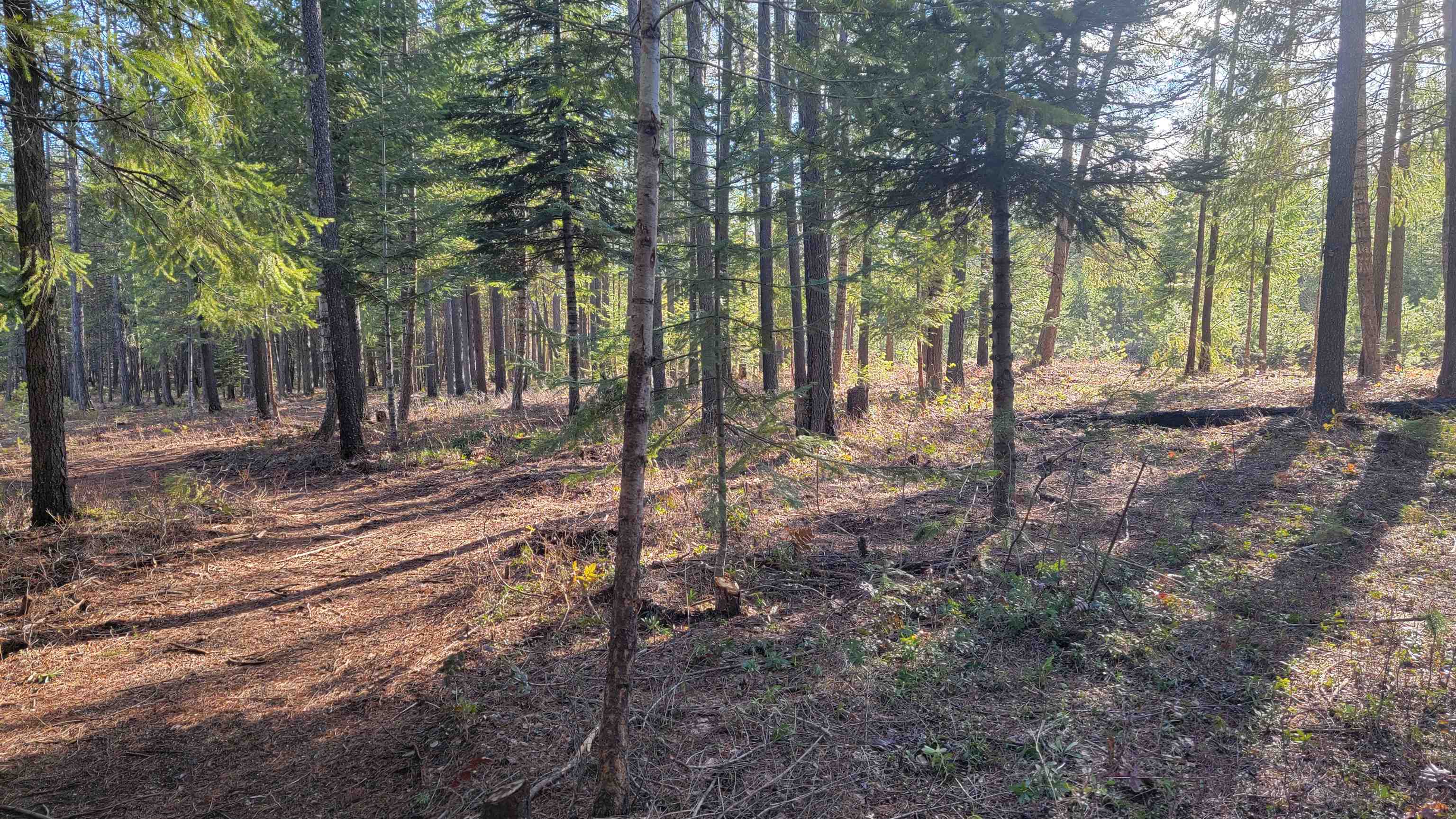 NKN Spring Valley Rd - Photo 13