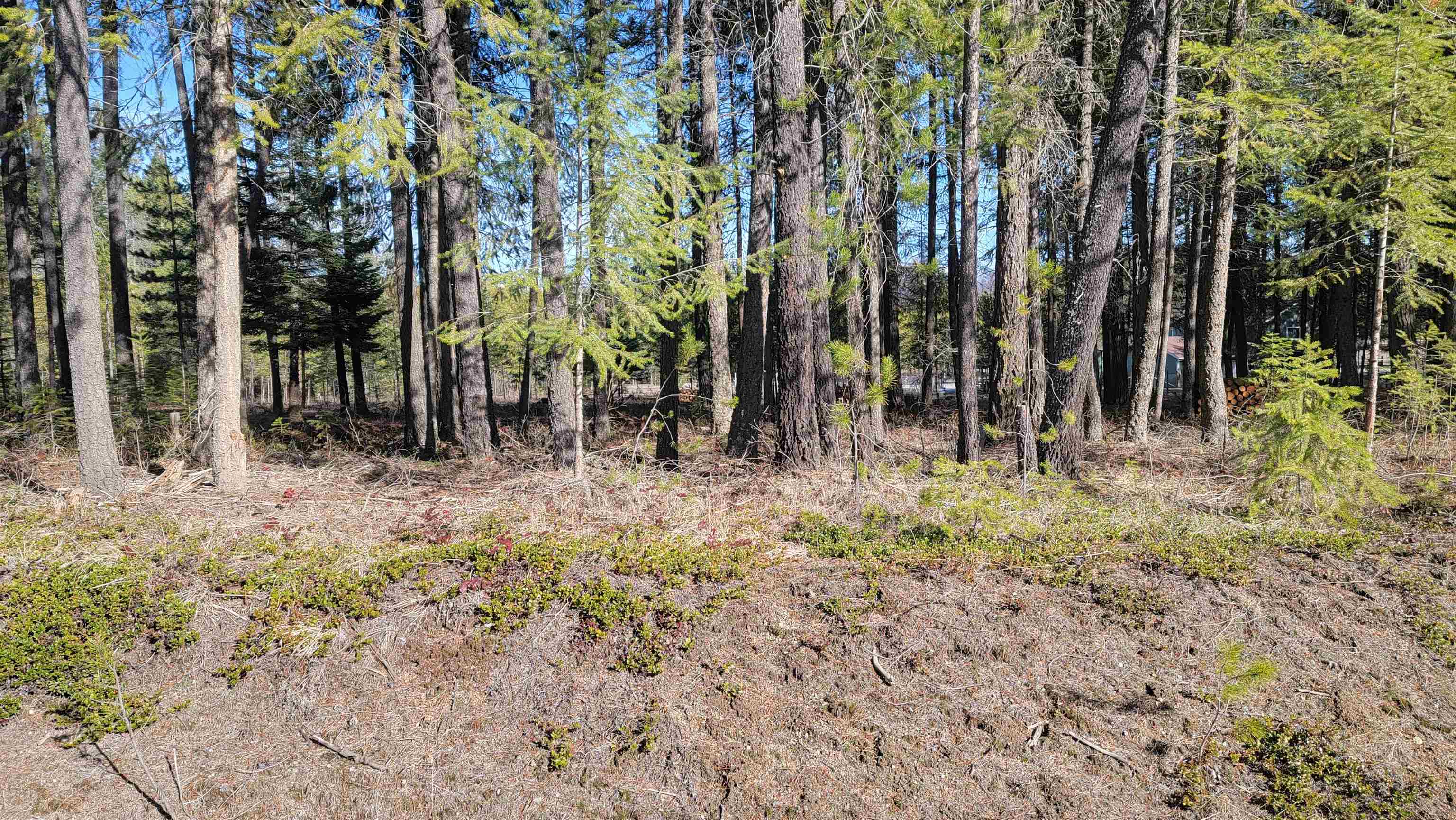 NKN Spring Valley Rd - Photo 8