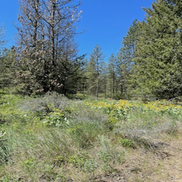 Lot 10 Timberbay Ranches Dr - Photo 15
