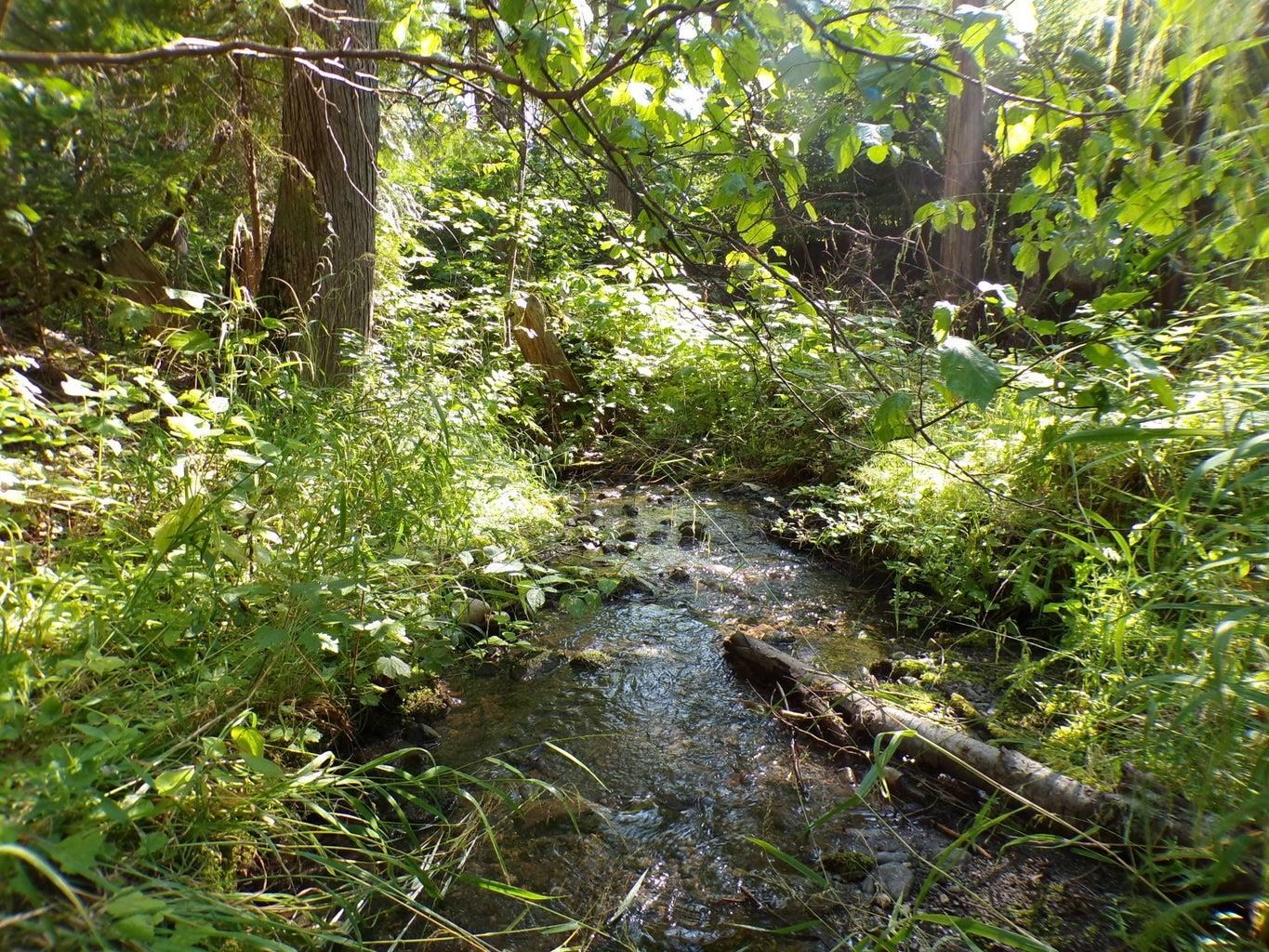 3121 Fifteen Mile Creek Rd. Rd - Photo 33