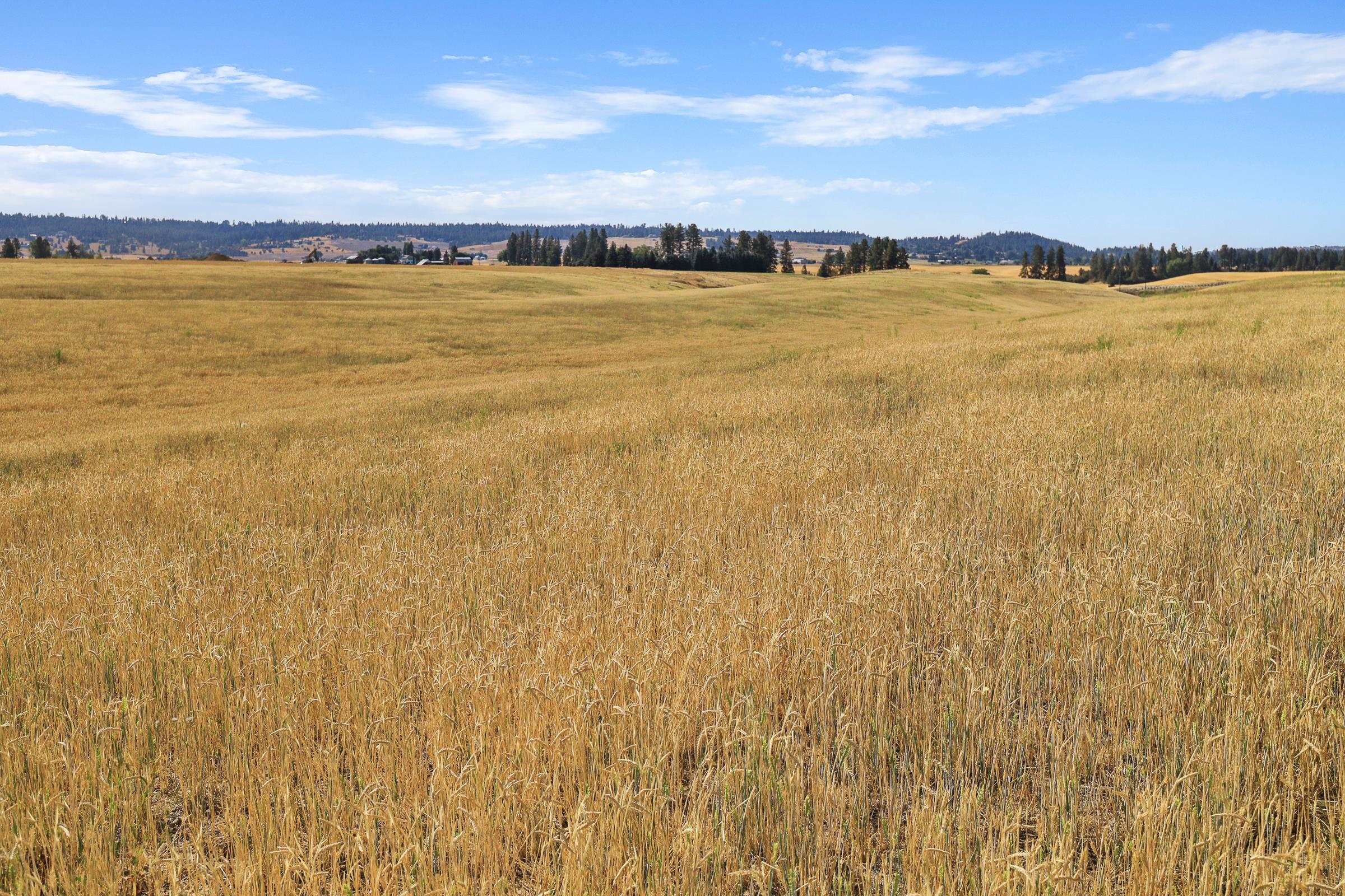 8054 E Mt Spokane Park Dr - Photo 11