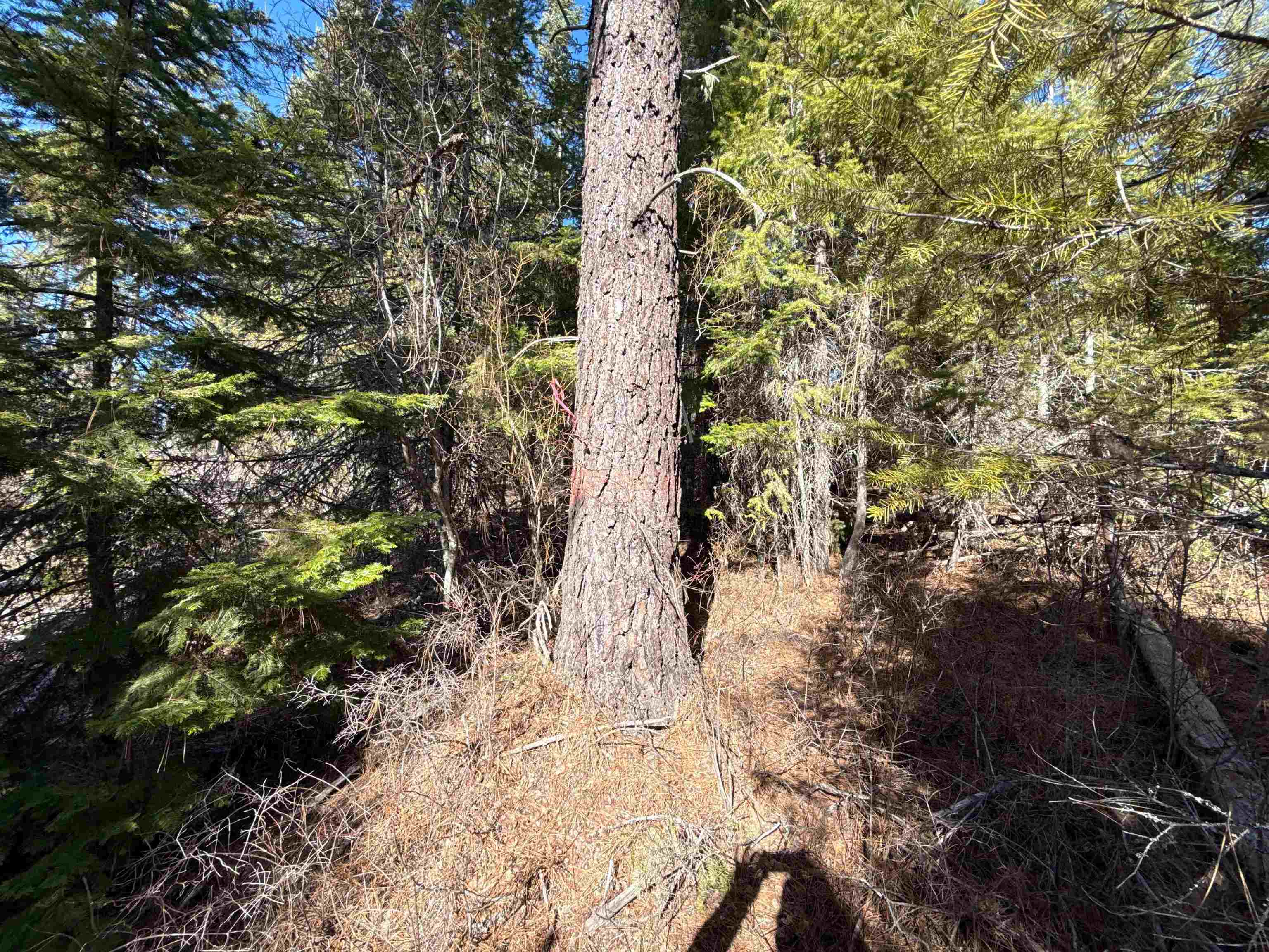 NKA USFS 326 Rd - Photo 13