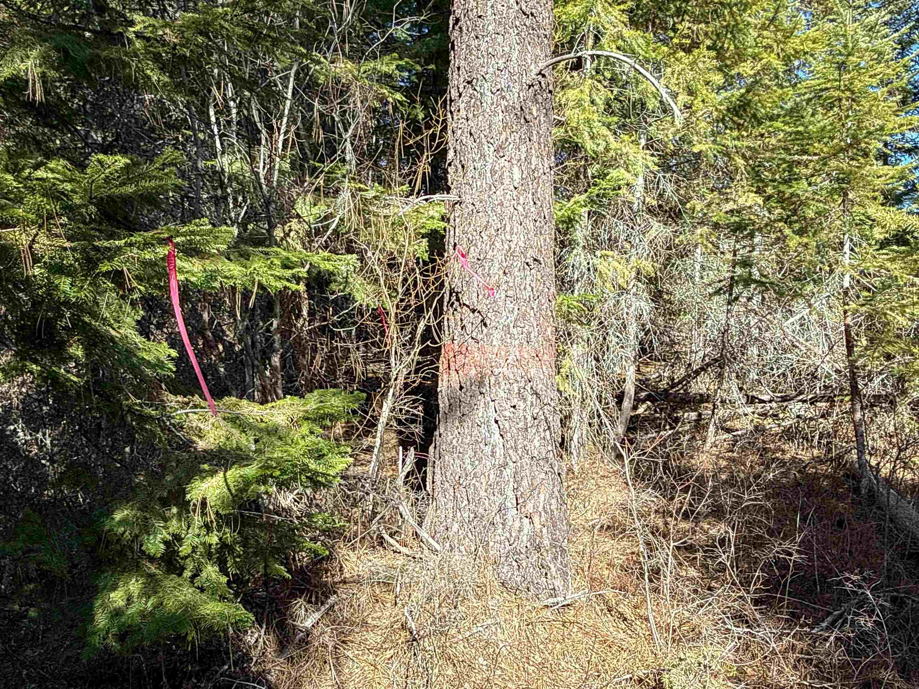 NKA USFS 326 Rd - Photo 15