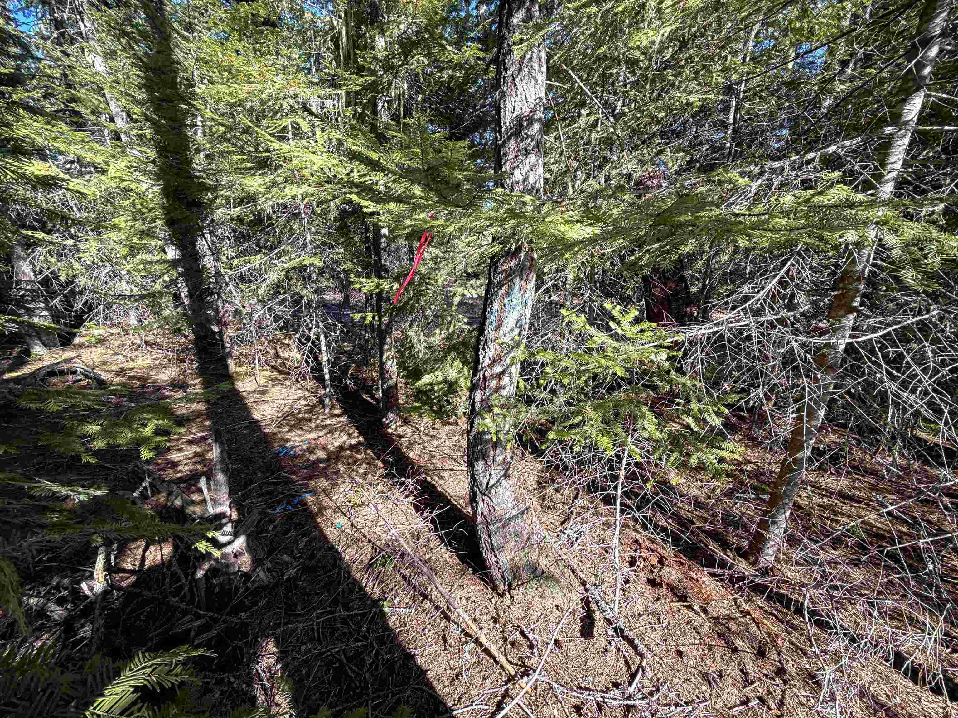 NKA USFS 326 Rd - Photo 8