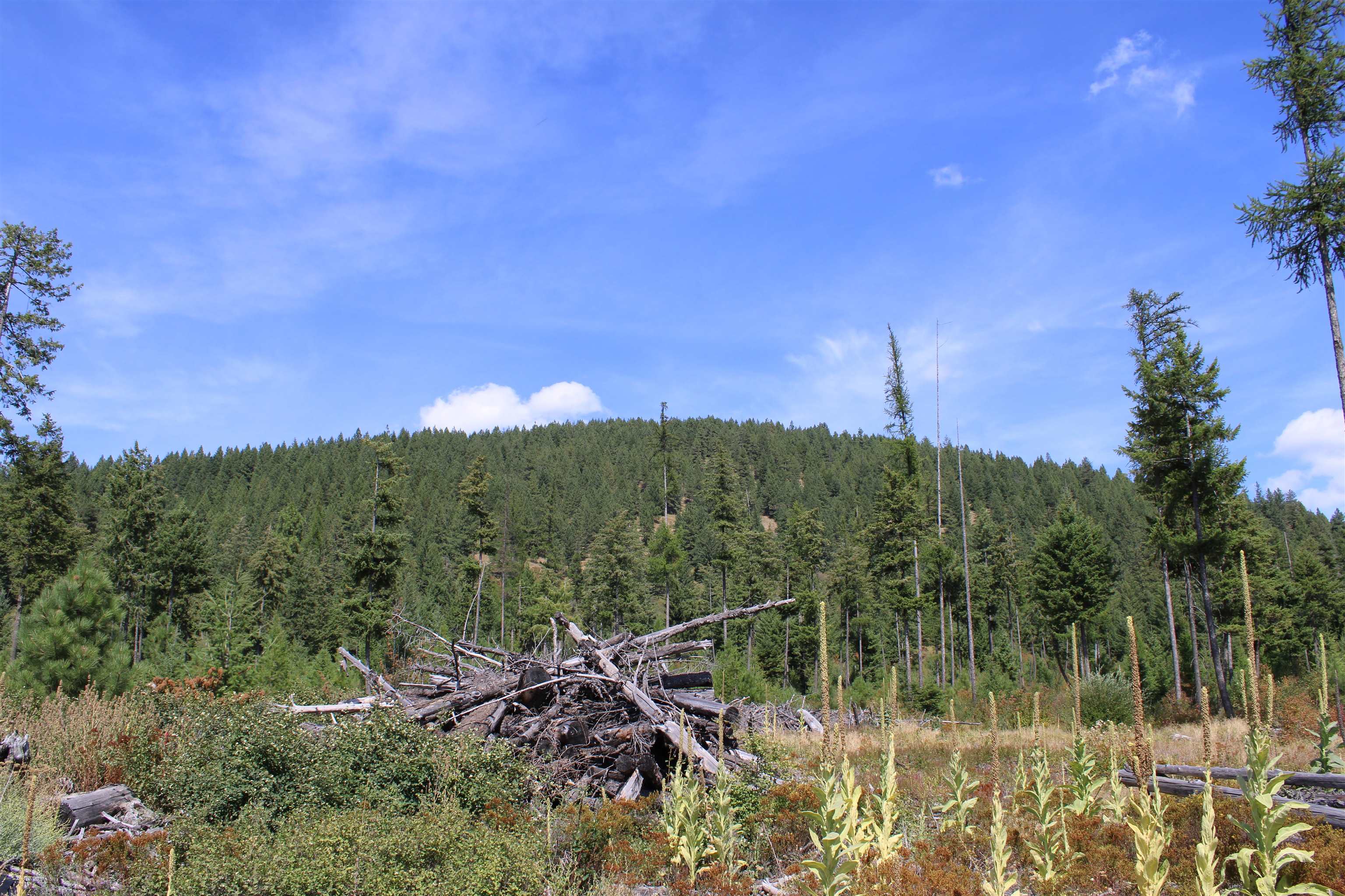 xxx Ellery Ranch Rd - Photo 13