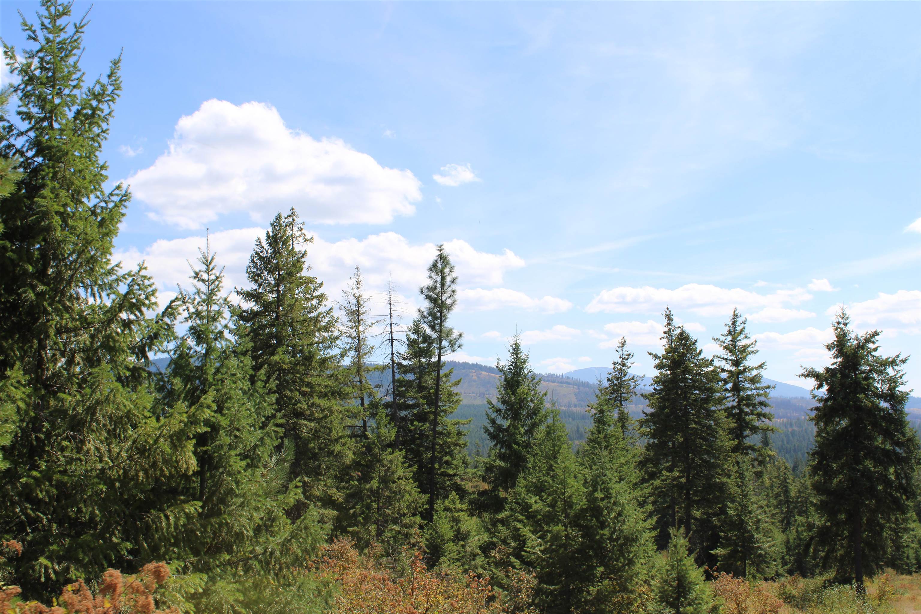 xxx Ellery Ranch Rd - Photo 14